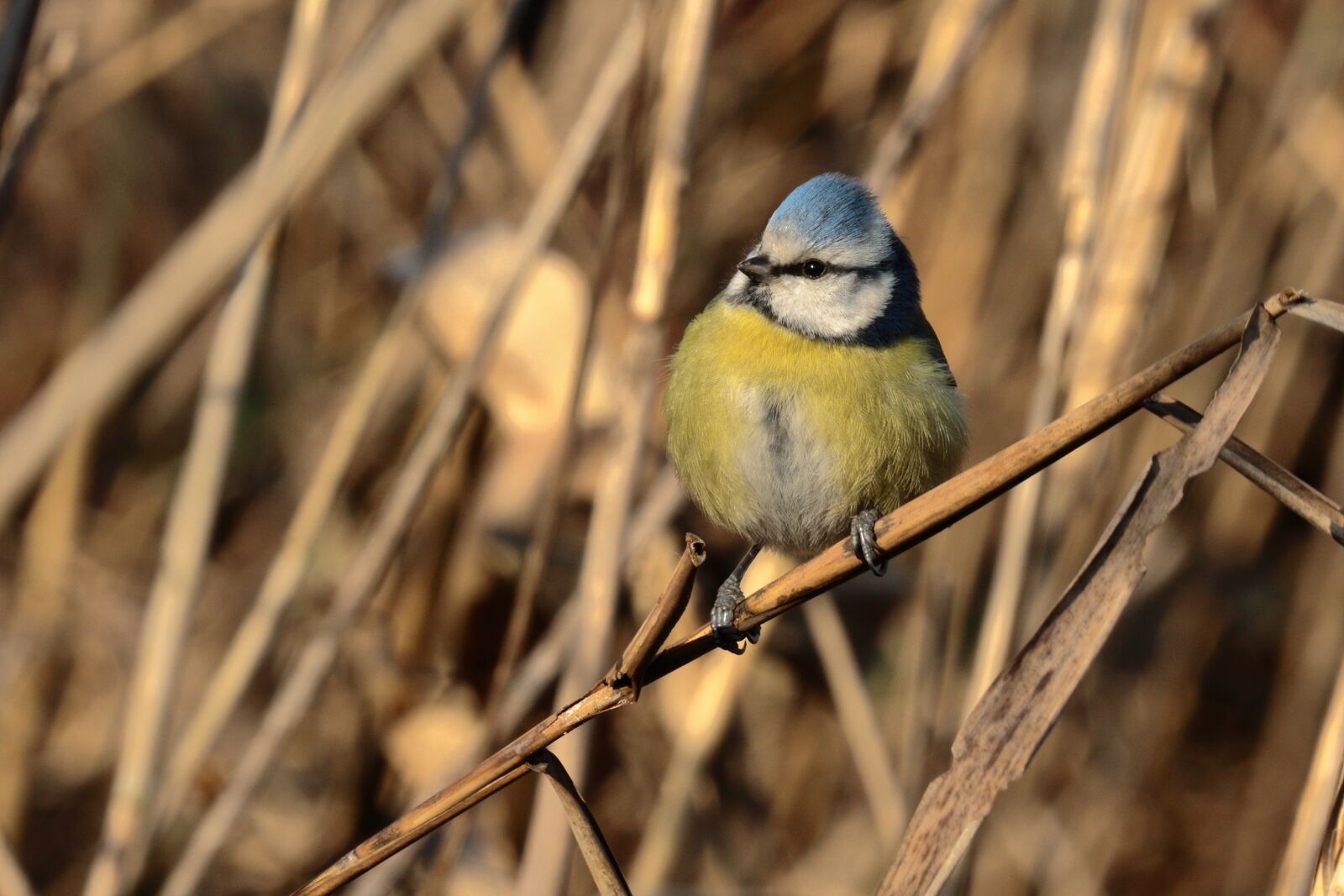 Canon EOS 7D Mark II sample photo. Blue tit, canneto, feathers photography