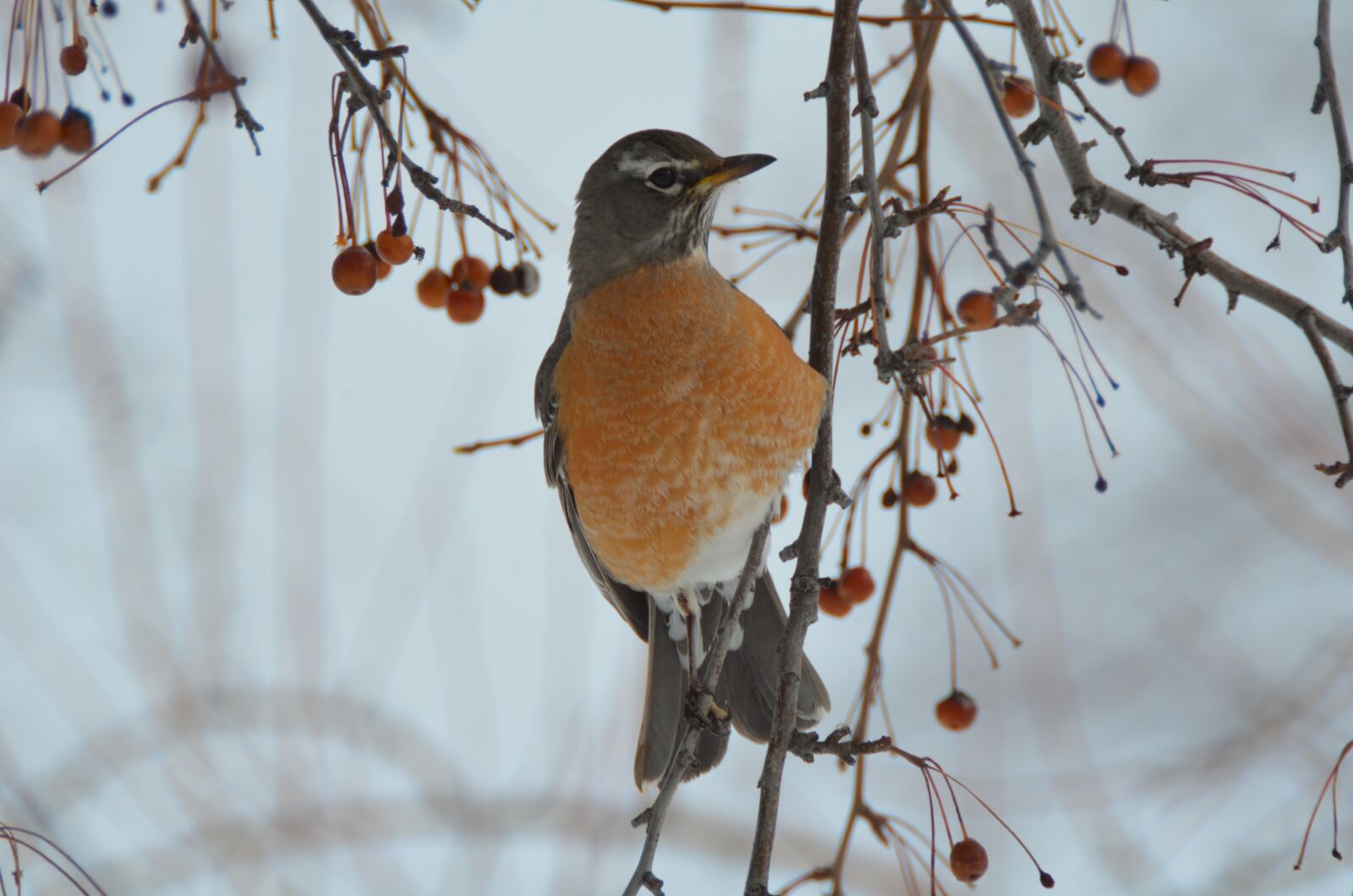Nikon D5100 sample photo. Robin, berries, nature photography