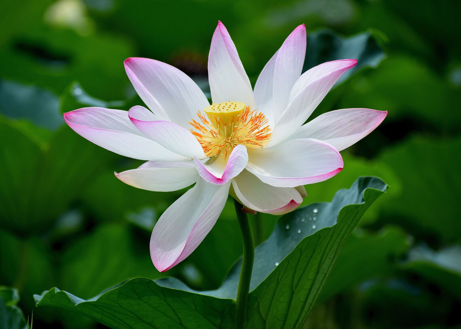 Nikon D3300 sample photo. Lotus, flower, nature photography