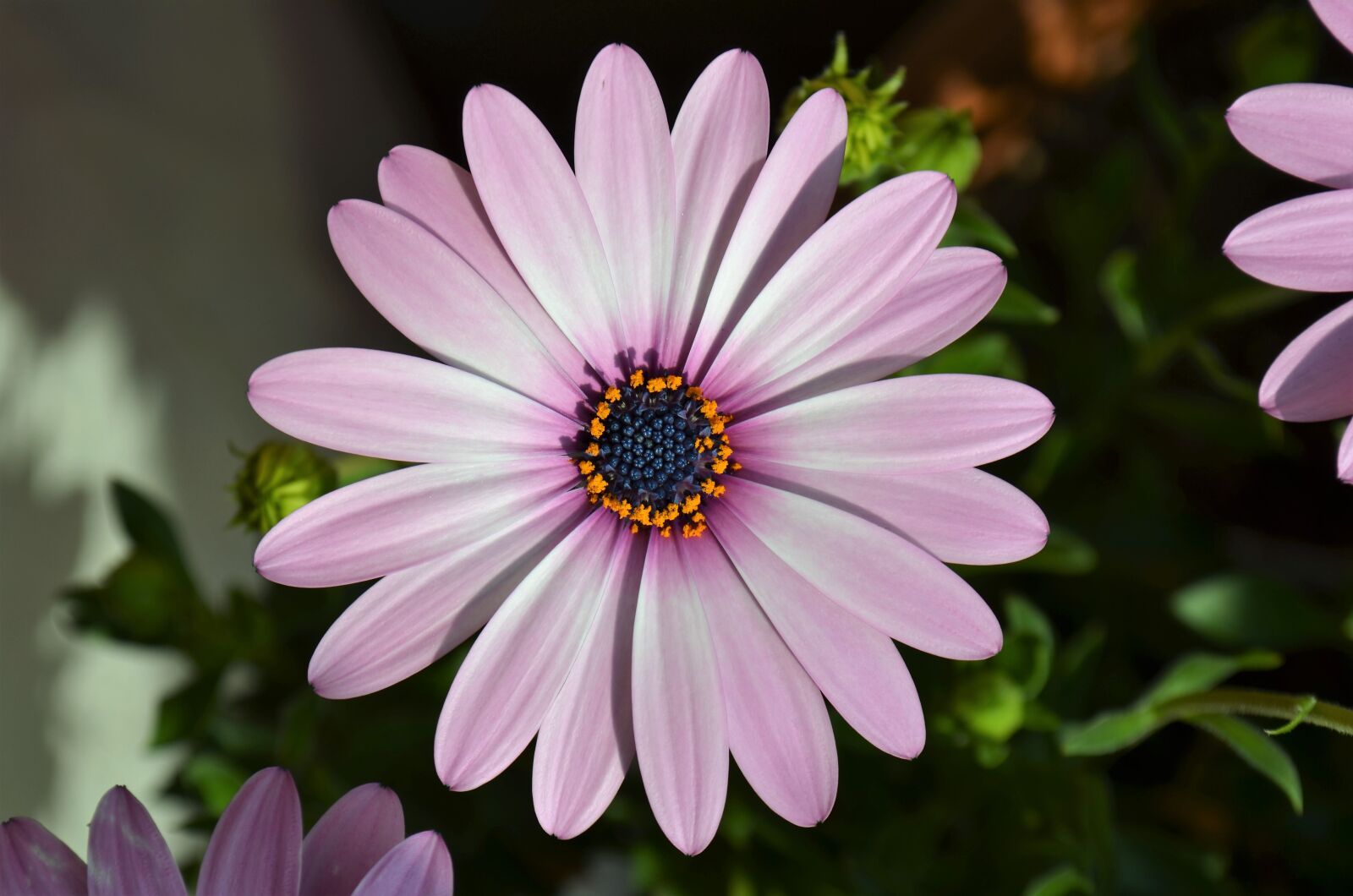 Nikon D5100 sample photo. Flower, chamomile basement, macro photography