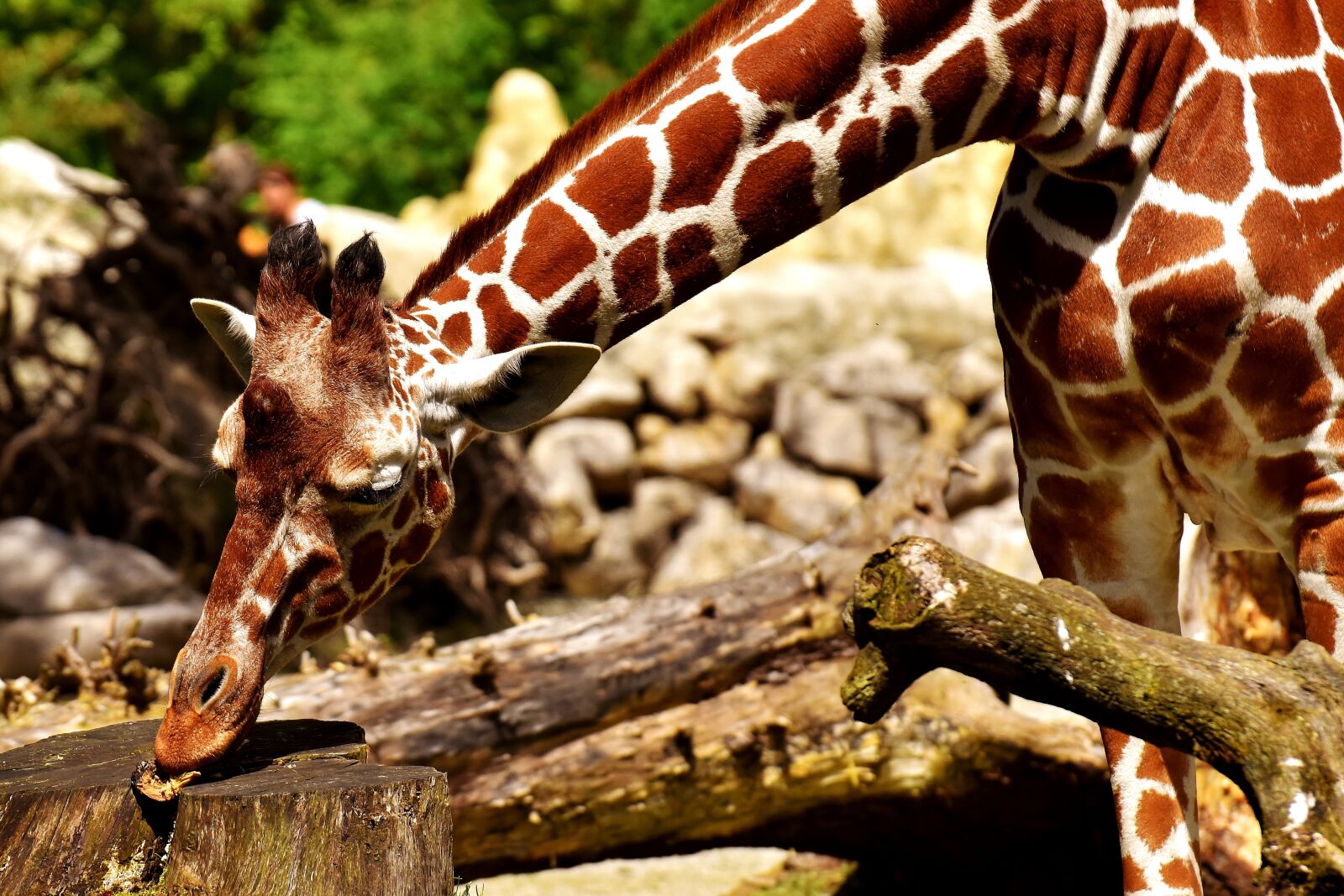 Nikon D7200 sample photo. Giraffe, wild animal, stains photography