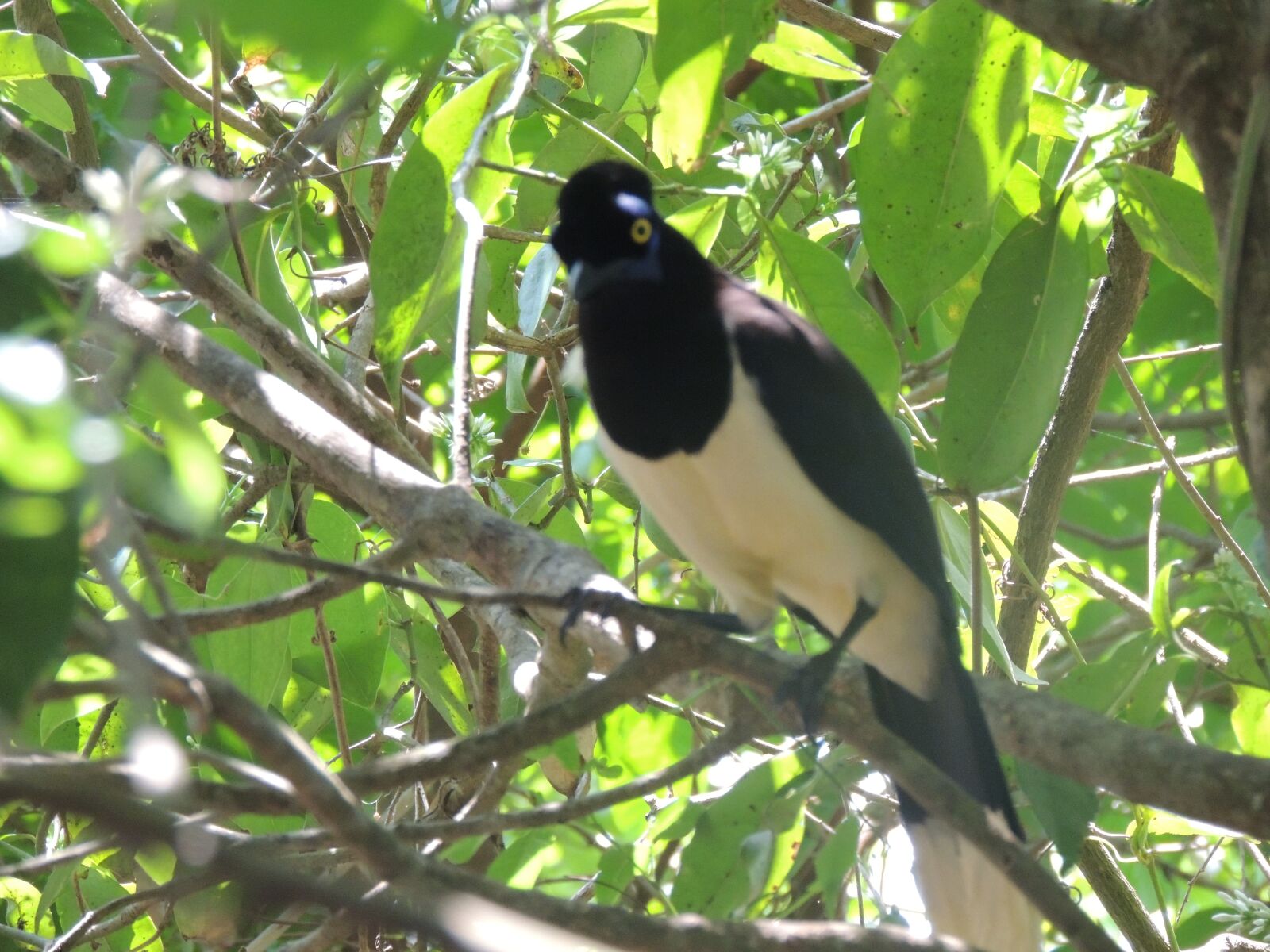 Nikon Coolpix P510 sample photo. Paraguayan magpie2, missions, nikon photography