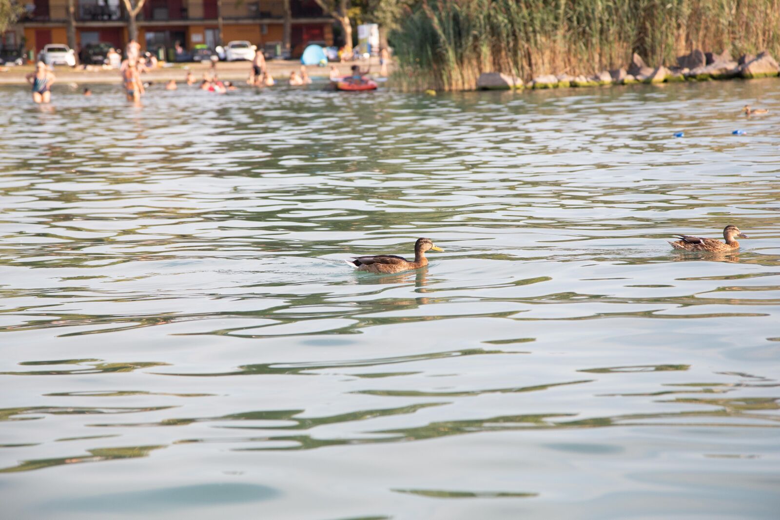 Canon EOS 6D + Canon EF 24-105mm F4L IS USM sample photo. Ducks, swimming ducks, lake photography