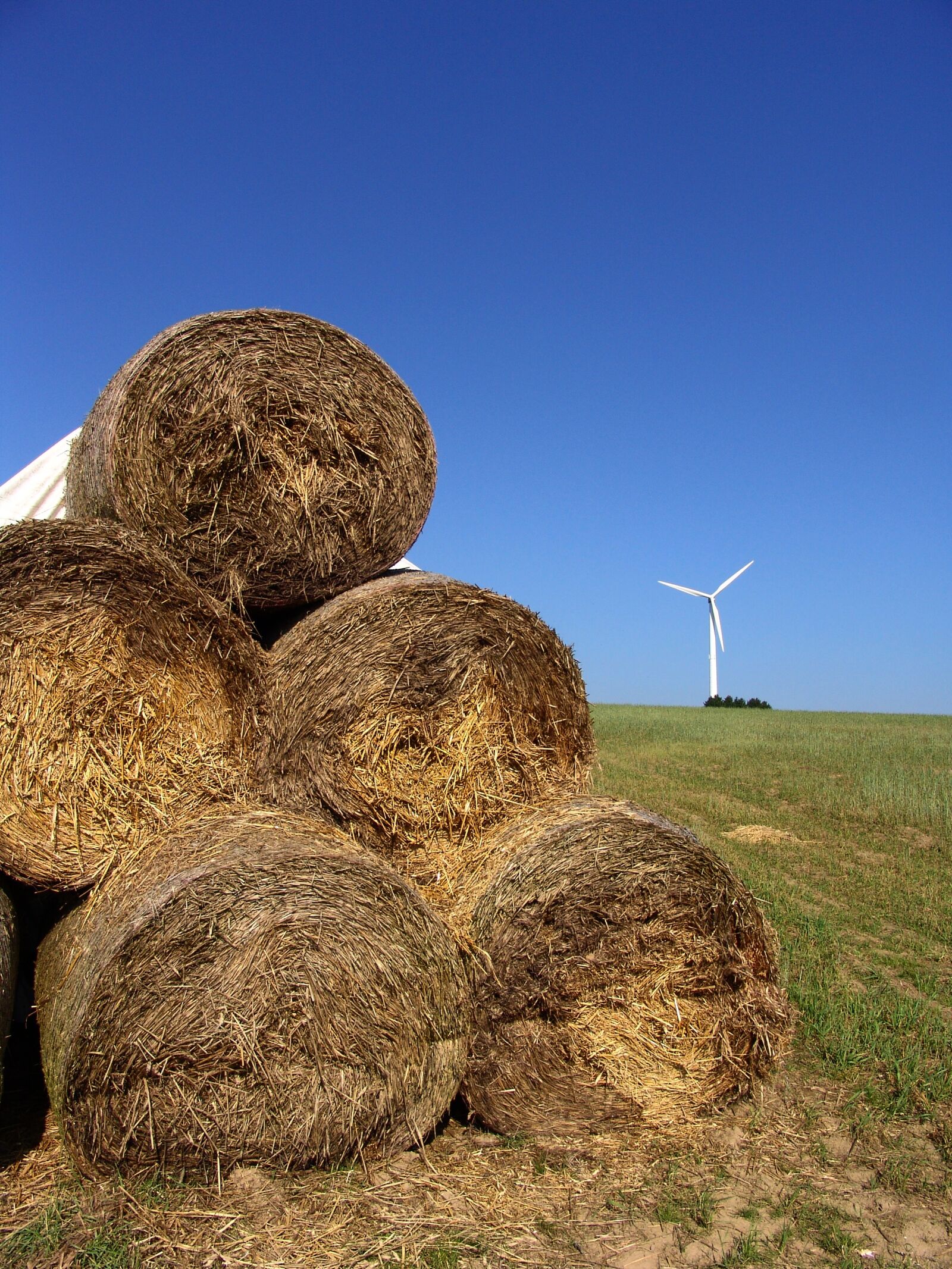 Sony DSC-F828 sample photo. Straw, energy revolution, pinwheel photography