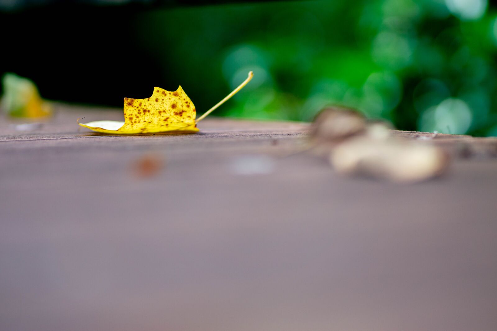 Sony FE 85mm F1.8 sample photo. Leaves, dead leaf, autumn photography