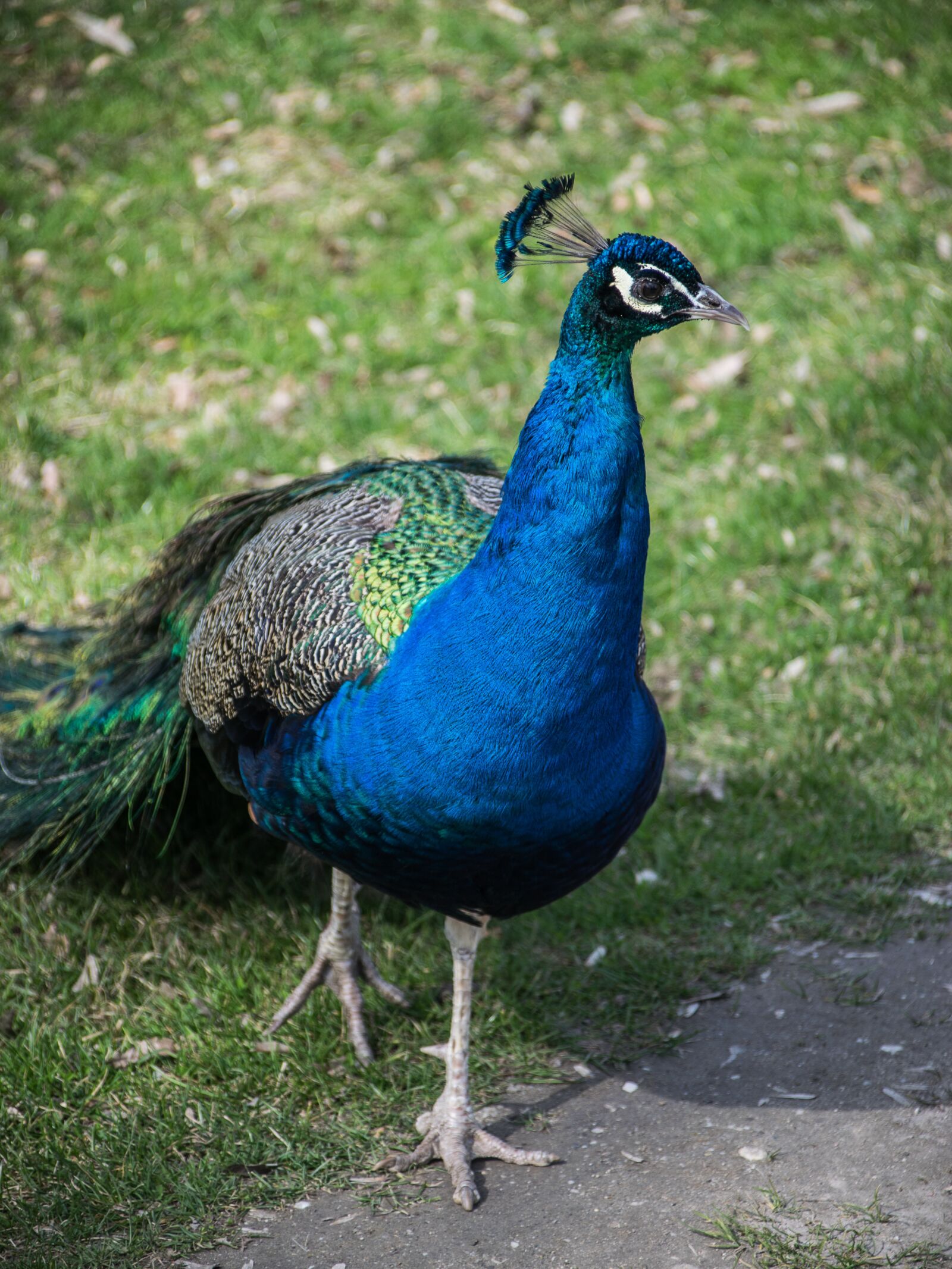 Nikon D5300 sample photo. Peacock, colored, feather photography
