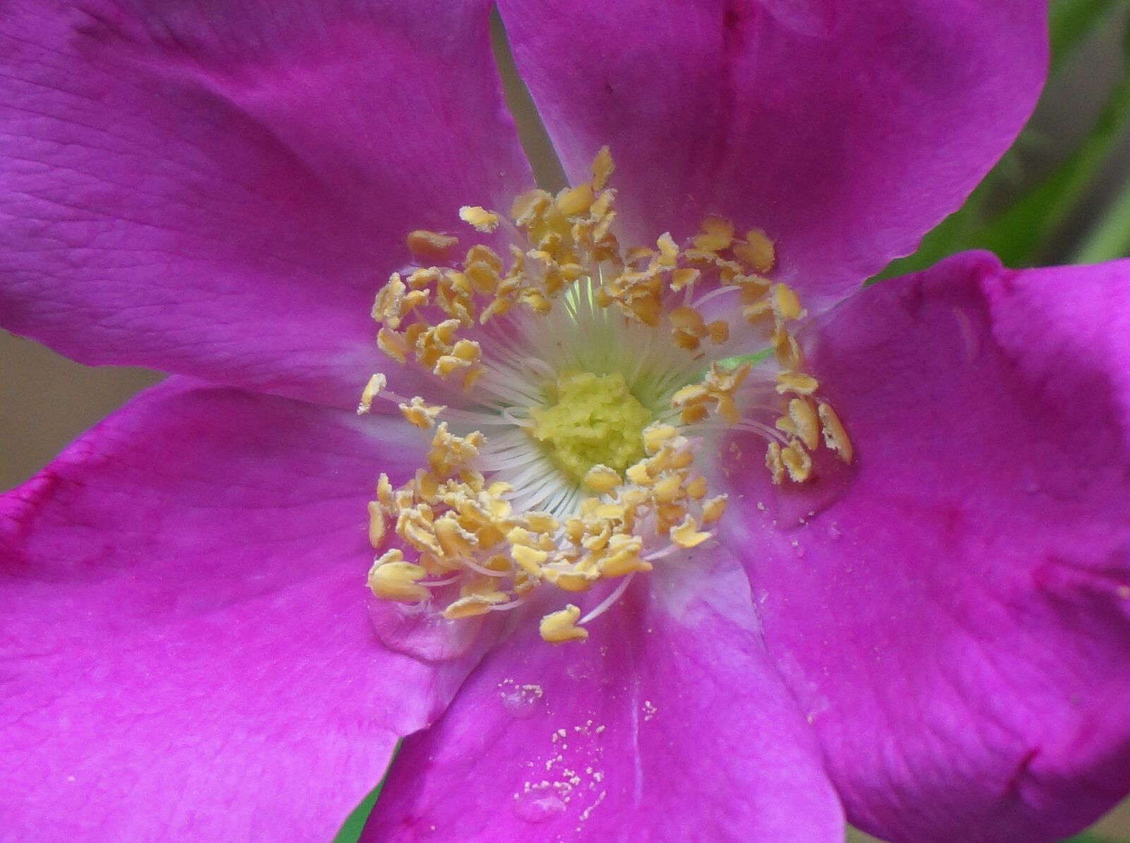 Sony Alpha NEX-5T sample photo. Rose macro, rose, rugosa photography