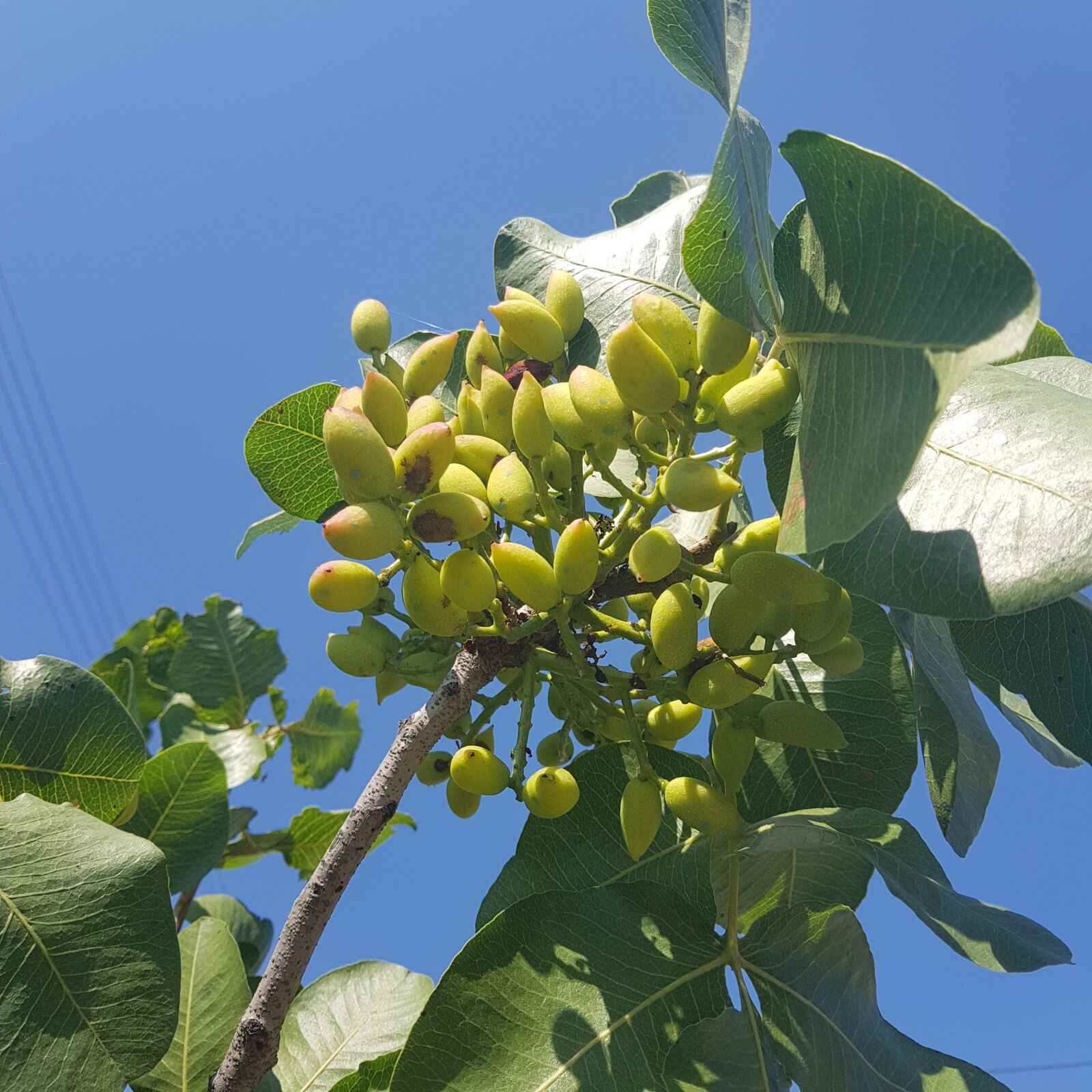 Samsung Galaxy S8+ sample photo. Pistachio, plant, pistachios photography