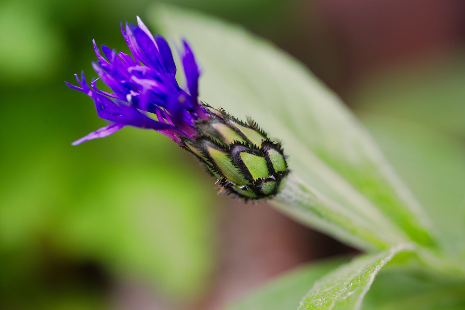 Canon EOS 6D sample photo. Nature, insect, leaf photography