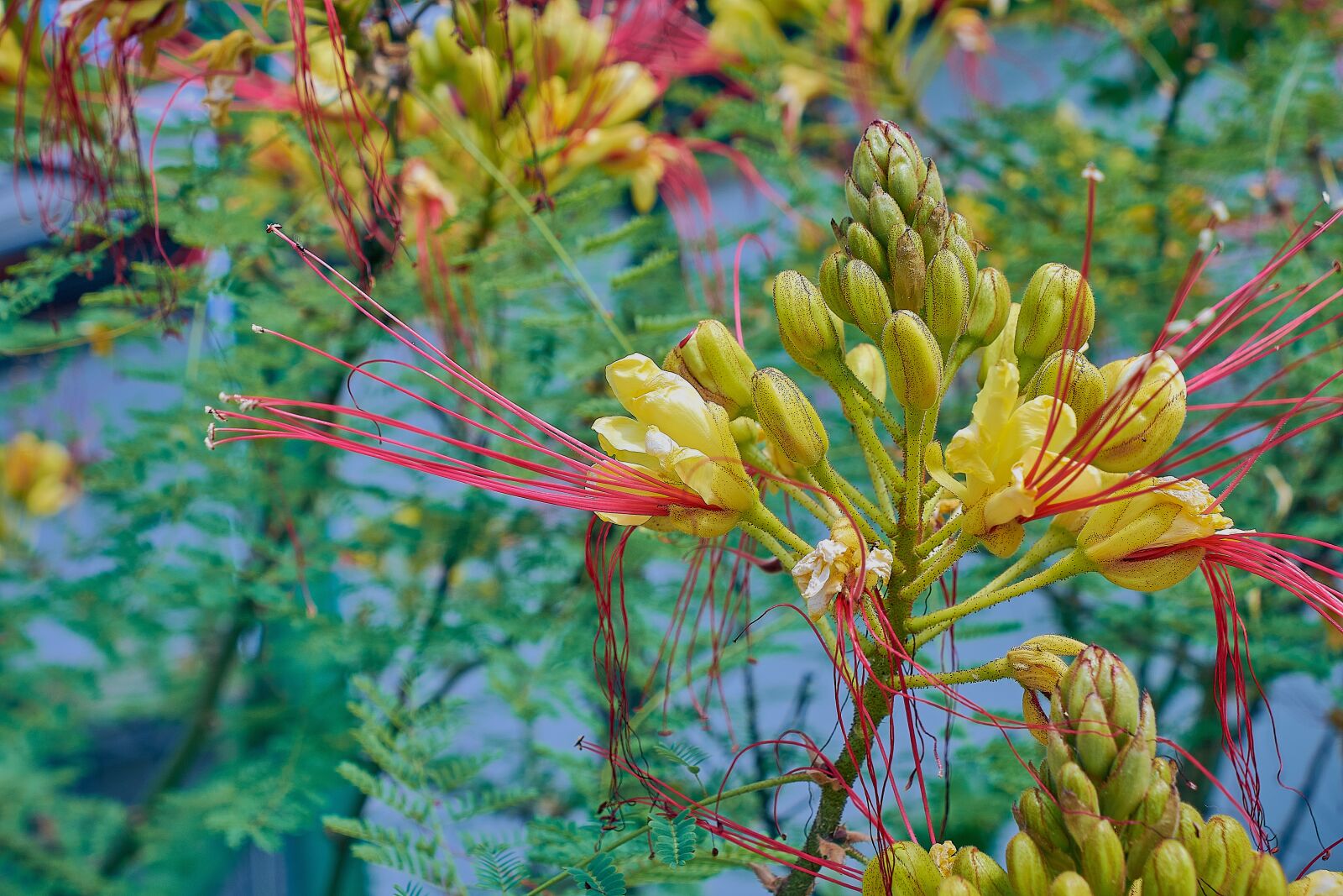 Nikon D7200 sample photo. Caesalpinia, bigotillo, garden photography