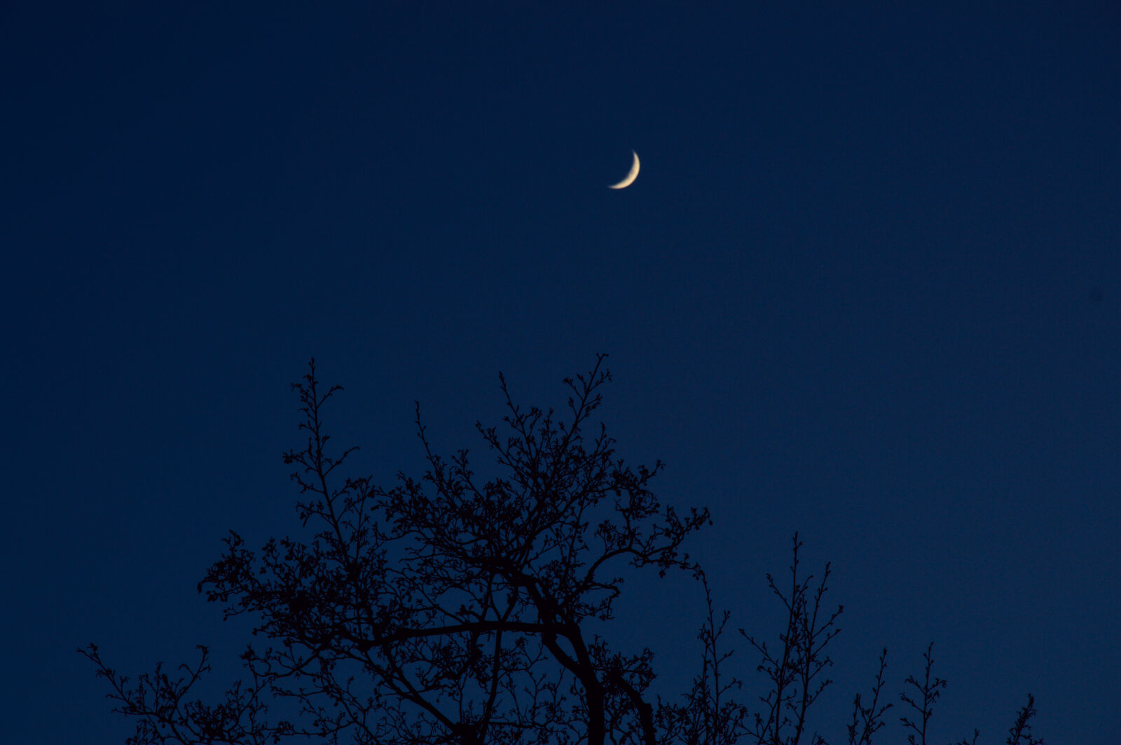 Nikon D3200 sample photo. Moon, night, sky, tree photography