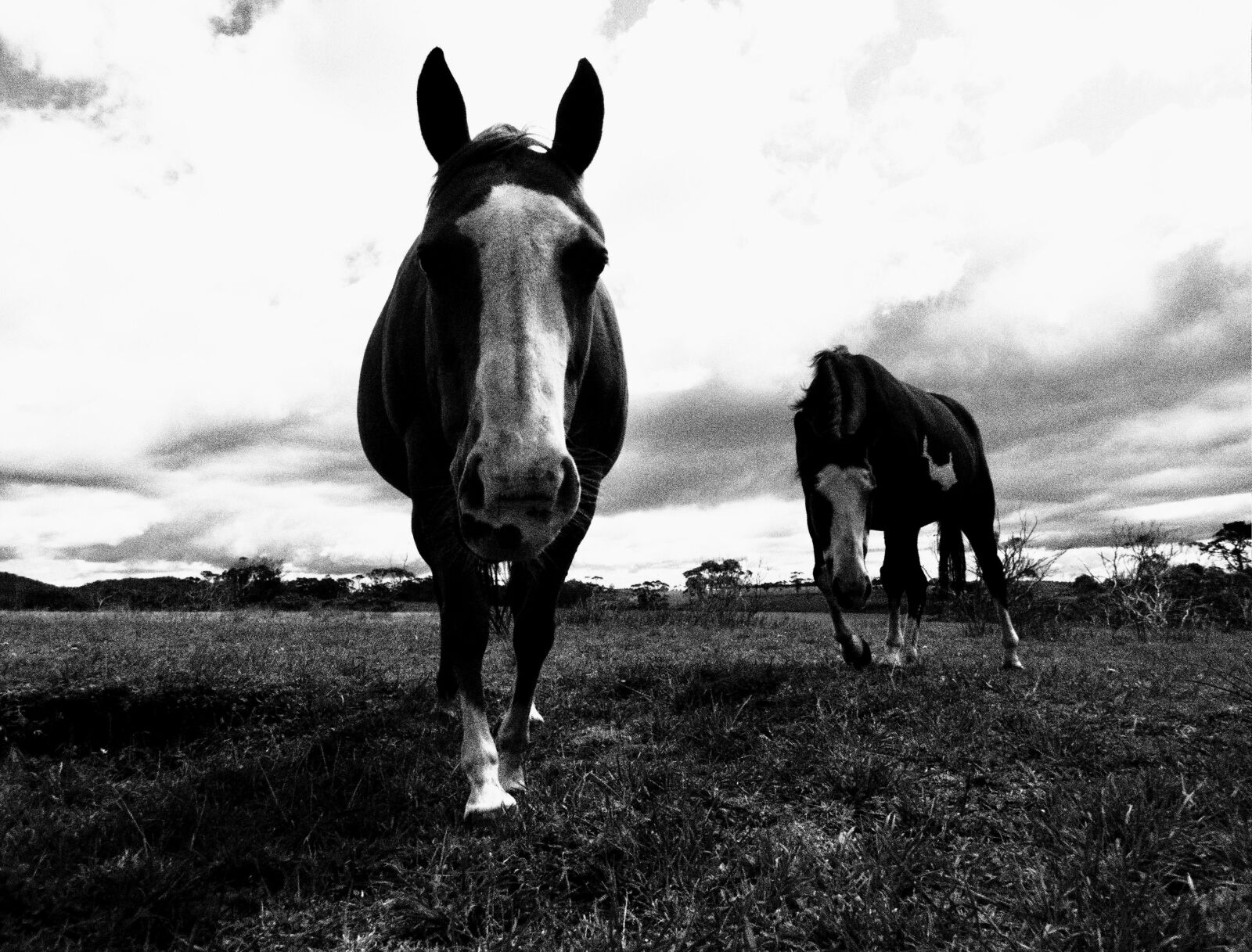 Olympus TG-4 sample photo. Horse, nature, animal photography