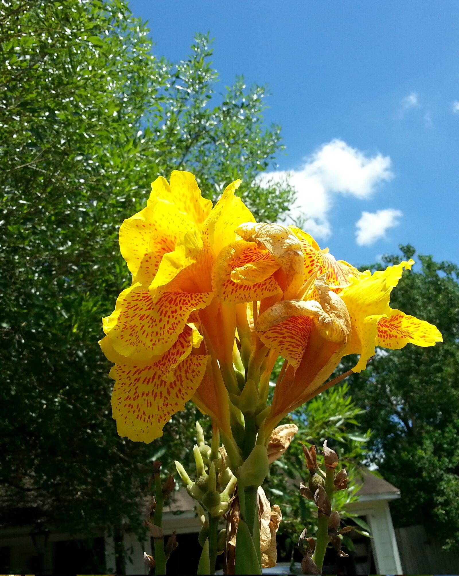 Samsung Galaxy S3 sample photo. Canna, lily, plant, tropical photography