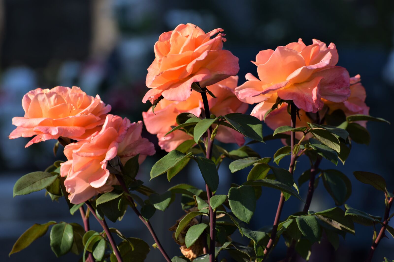 Nikon D3300 sample photo. Orange roses, blooming, blossom photography