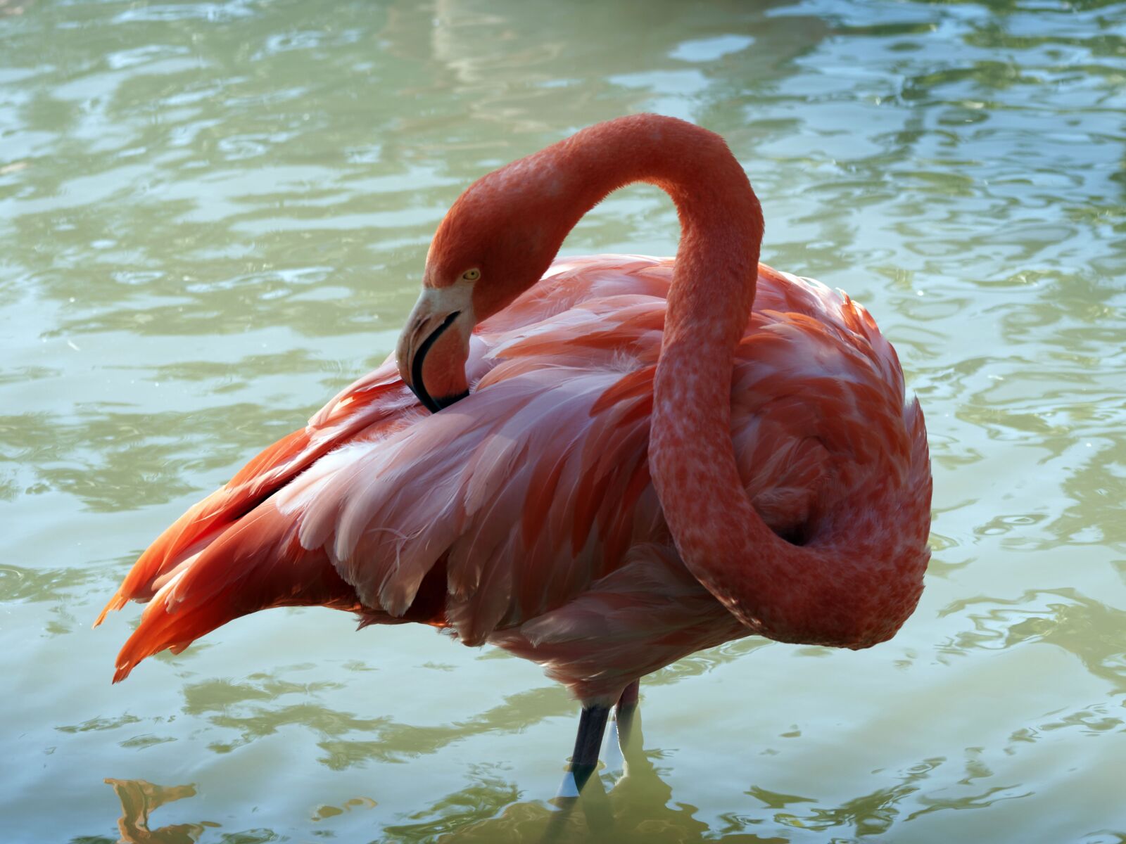 Olympus Zuiko Digital ED 70-300mm F4.0-5.6 sample photo. Pink flamingo, phoenicopterus, birds photography