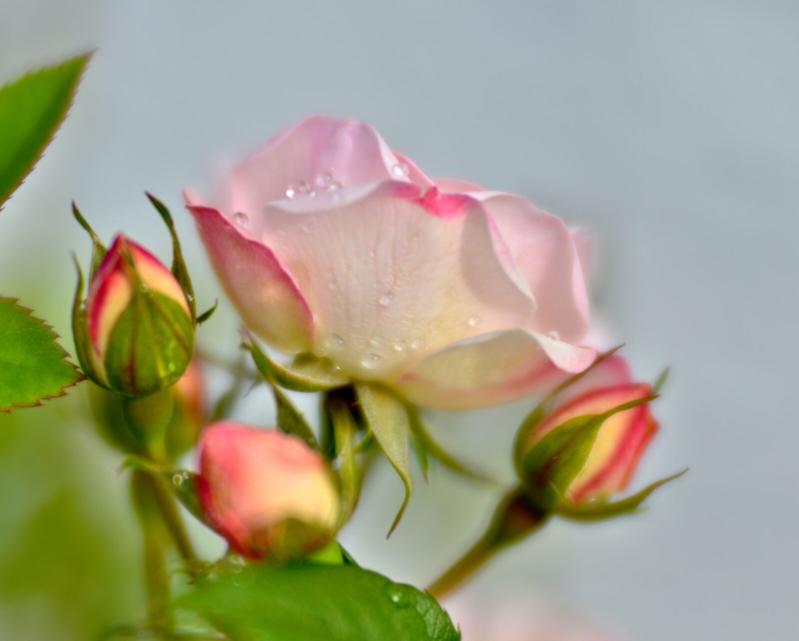 Nikon D600 sample photo. Rose, pink, nature photography