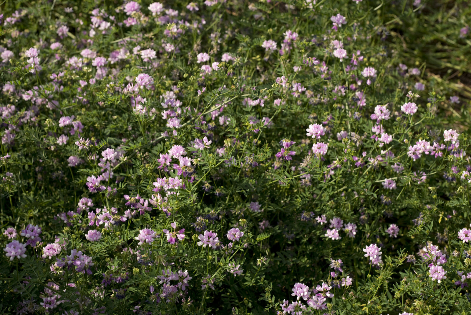 Nikon D610 + Nikon AF Nikkor 50mm F1.8D sample photo. Backgrounds, beauty, blooming, flowers photography