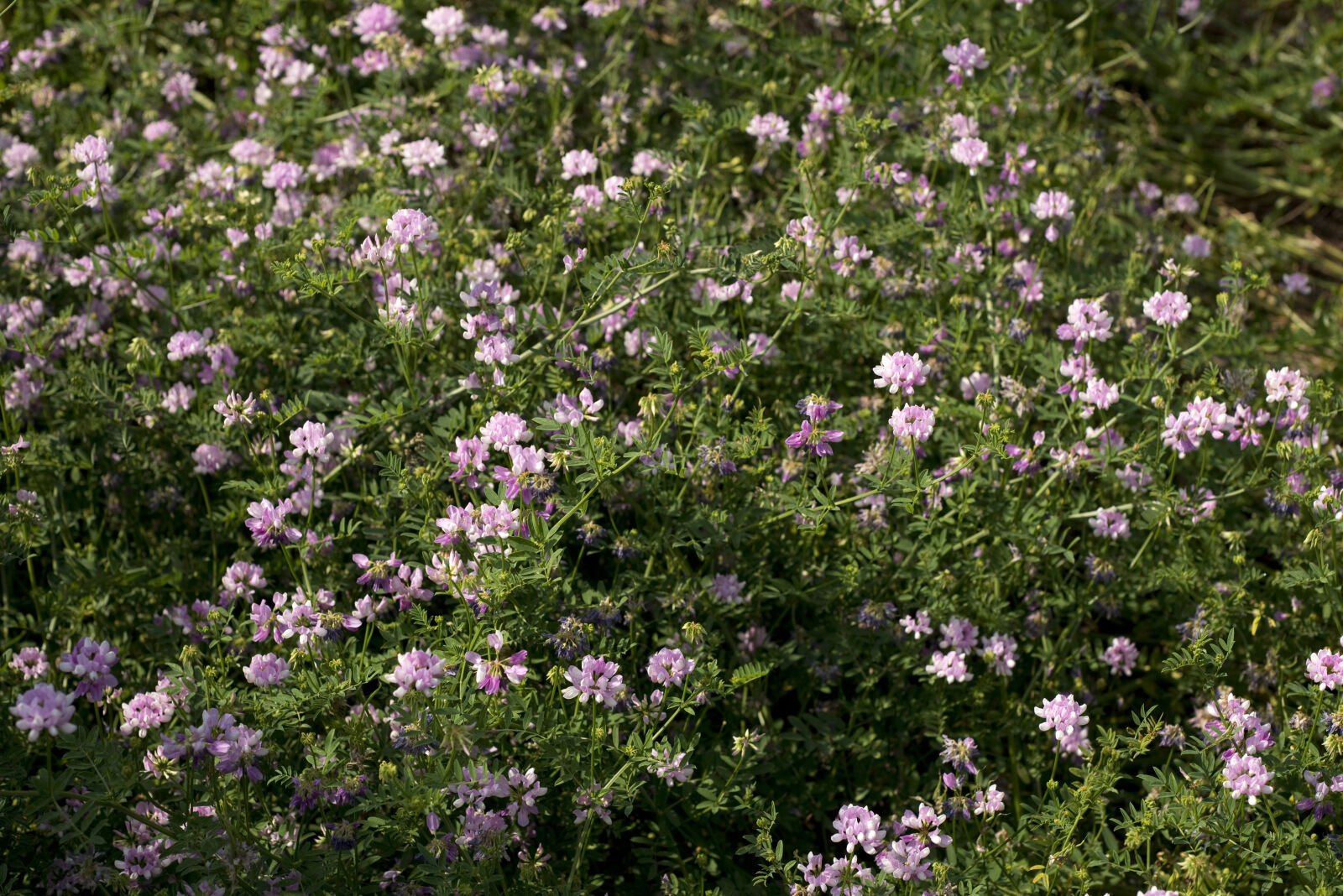 Nikon AF Nikkor 50mm F1.8D sample photo. Backgrounds, beauty, blooming, flowers photography