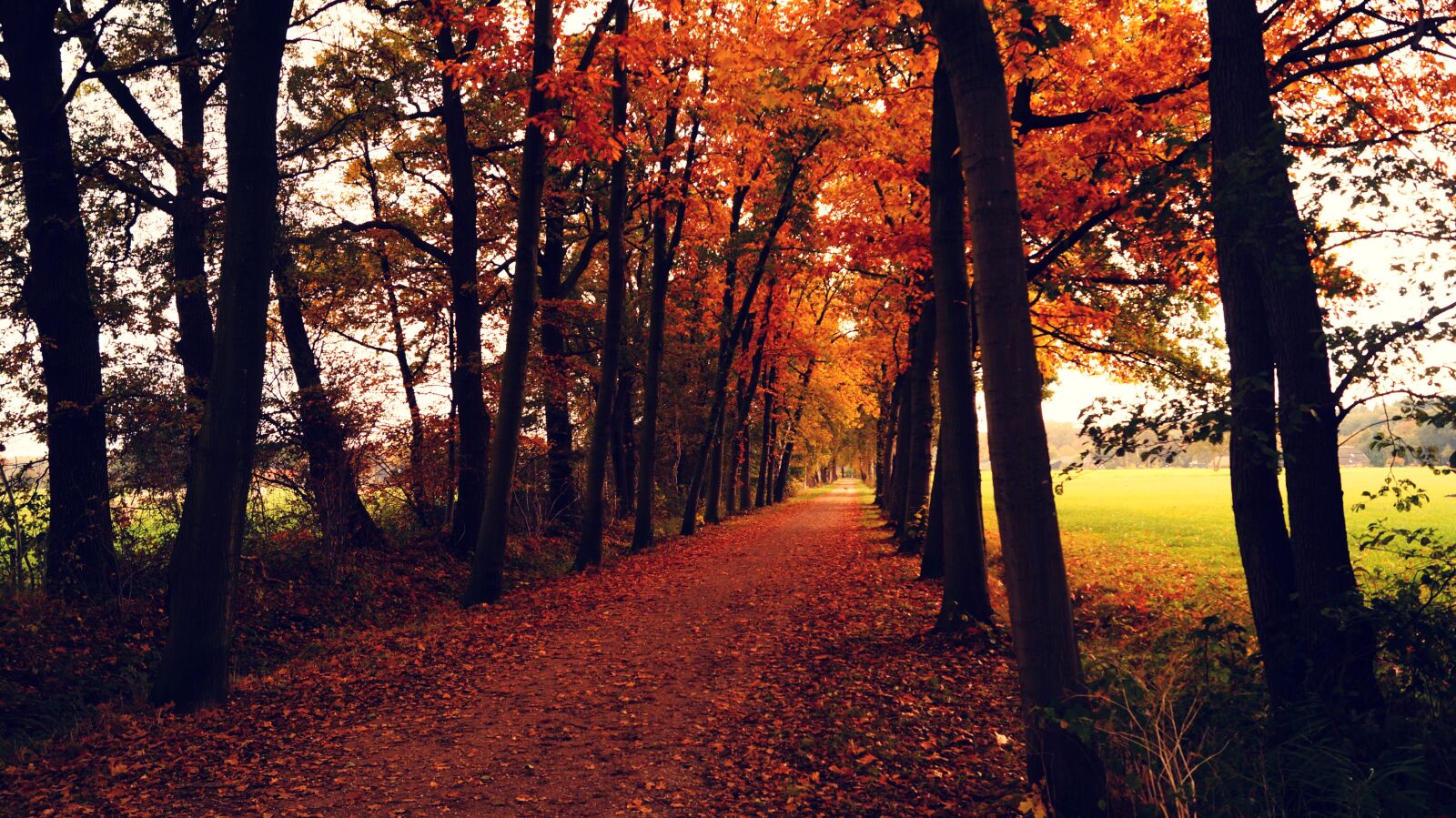 Sony DT 18-55mm F3.5-5.6 SAM II sample photo. Autumn, fall, outdoors, road photography