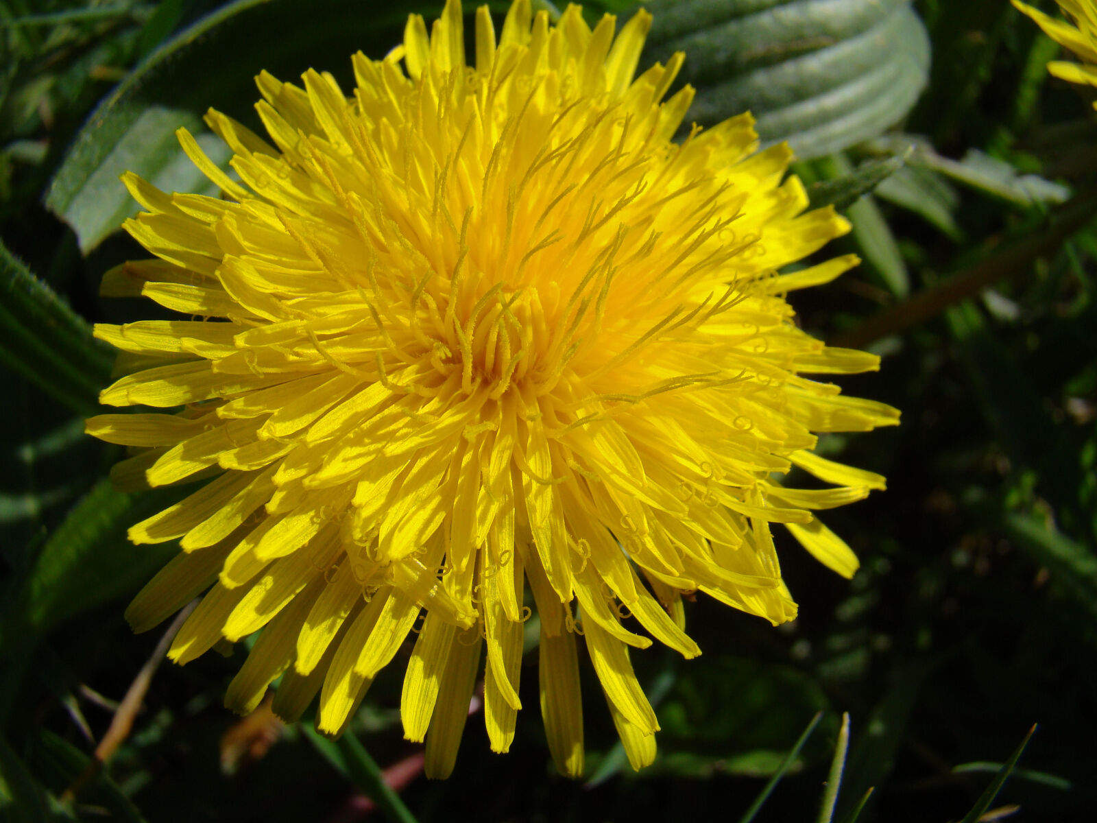 Sony Cyber-shot DSC-H50 sample photo. Dandilion, spring, wild, flower photography