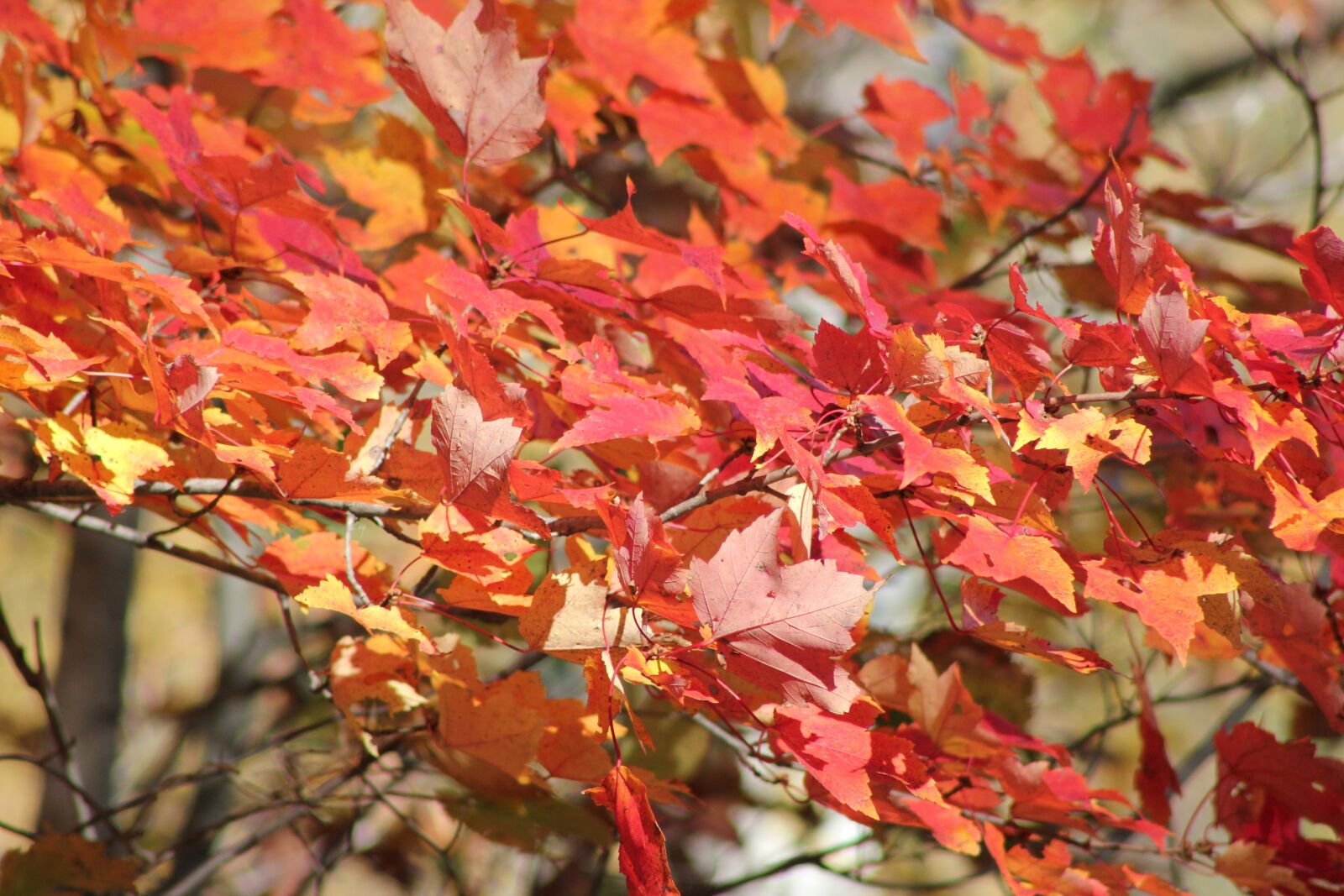 Canon EOS 550D (EOS Rebel T2i / EOS Kiss X4) sample photo. Fall, backdrop, autumn photography
