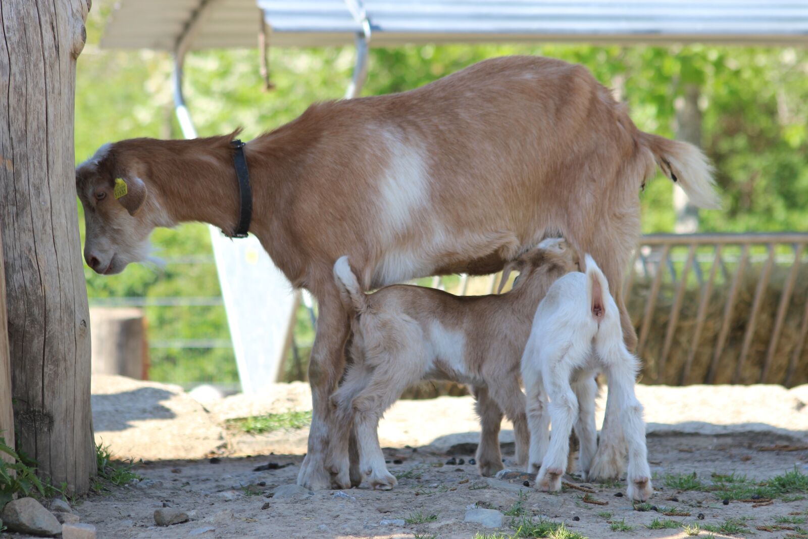 Canon EOS 600D (Rebel EOS T3i / EOS Kiss X5) sample photo. Goat, livestock, horns photography