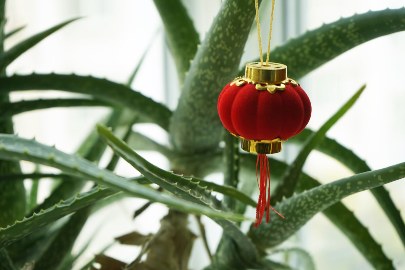 Sony a7 II + Sony FE 28-70mm F3.5-5.6 OSS sample photo. Lantern, new year, plant photography