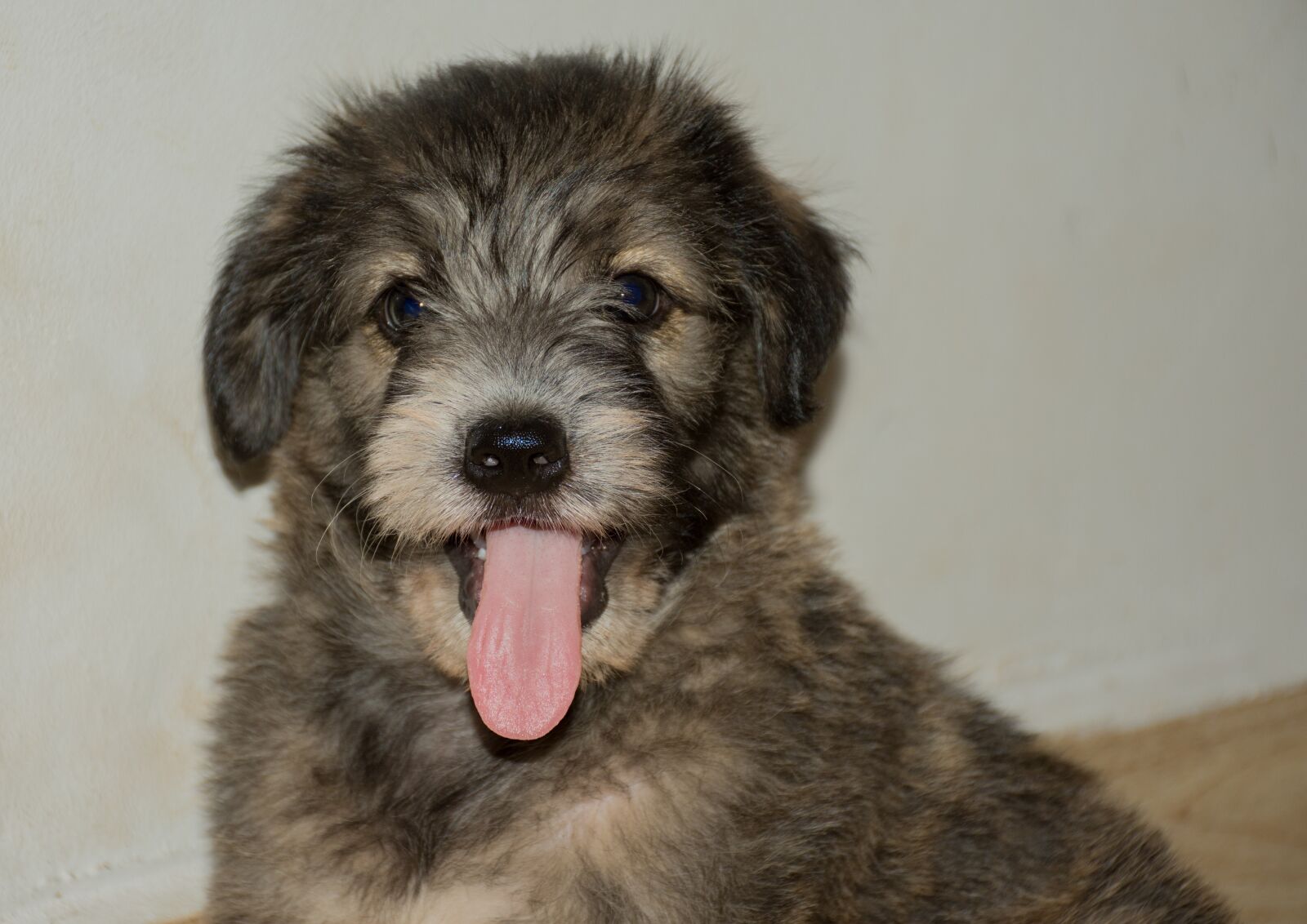 Nikon D7200 sample photo. Canis lupus familiaris, animalia photography