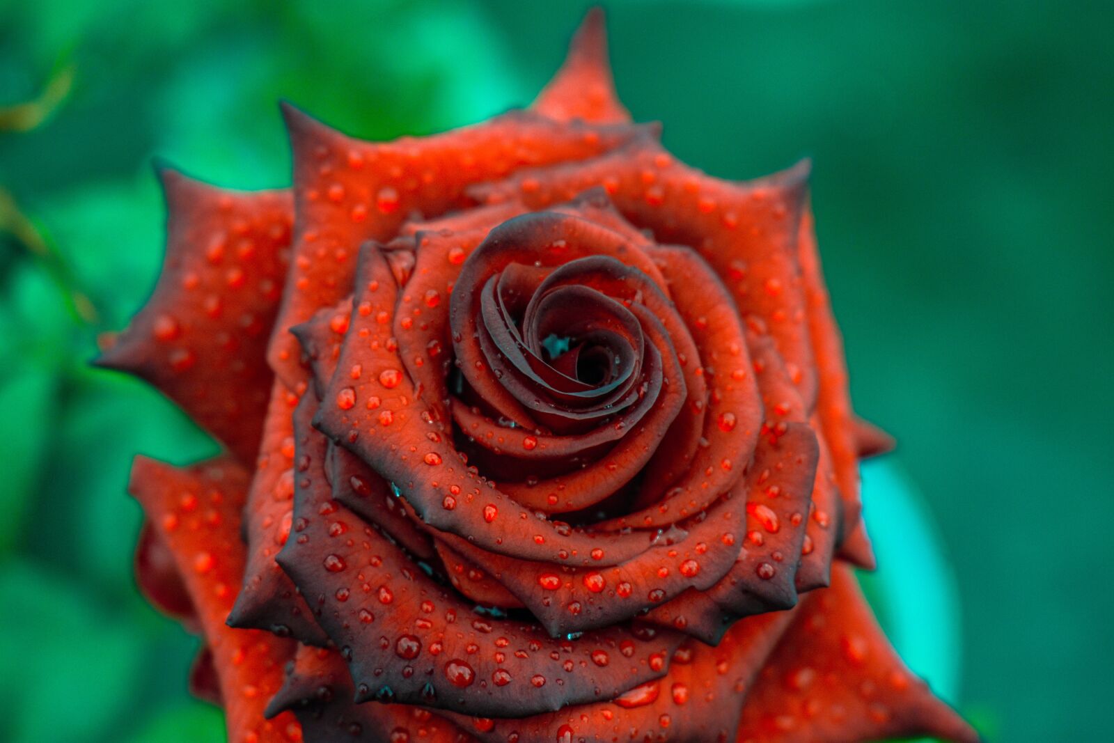 Nikon D3400 sample photo. Rosa, beautiful rose, flower photography