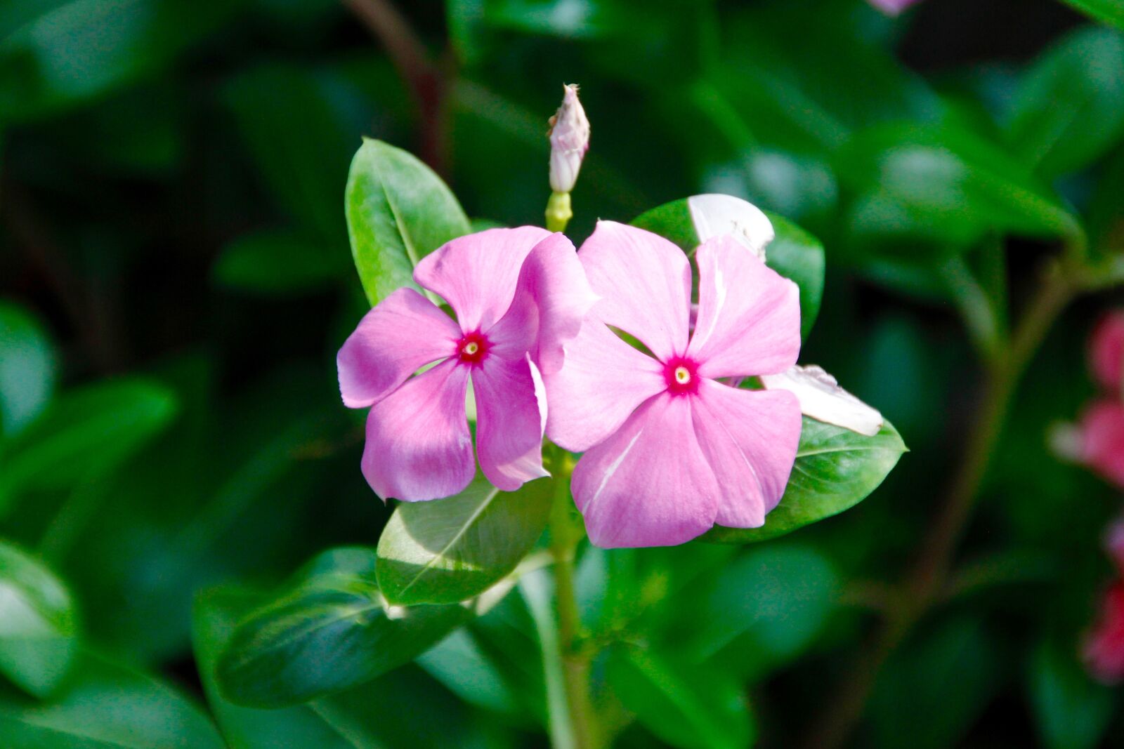 Canon EOS 60D sample photo. Orchids, blossom, bloom photography