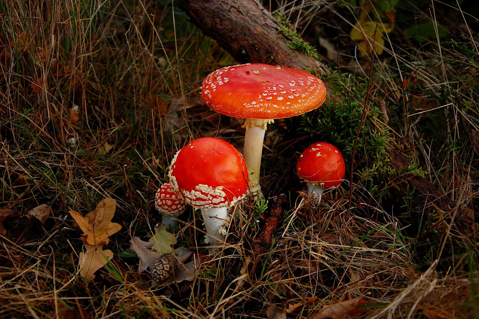 Nikon D40 sample photo. Fly agaric, forest, nature photography