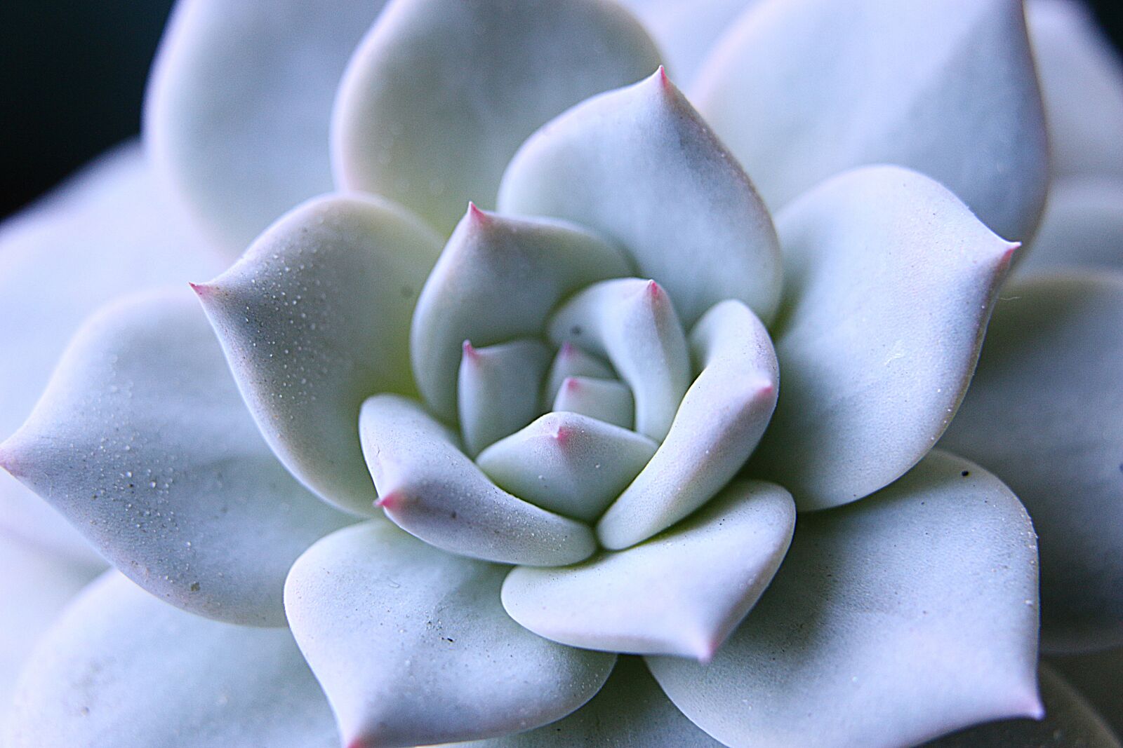 Canon EOS 70D sample photo. Echeveria, juicy, ornamental photography
