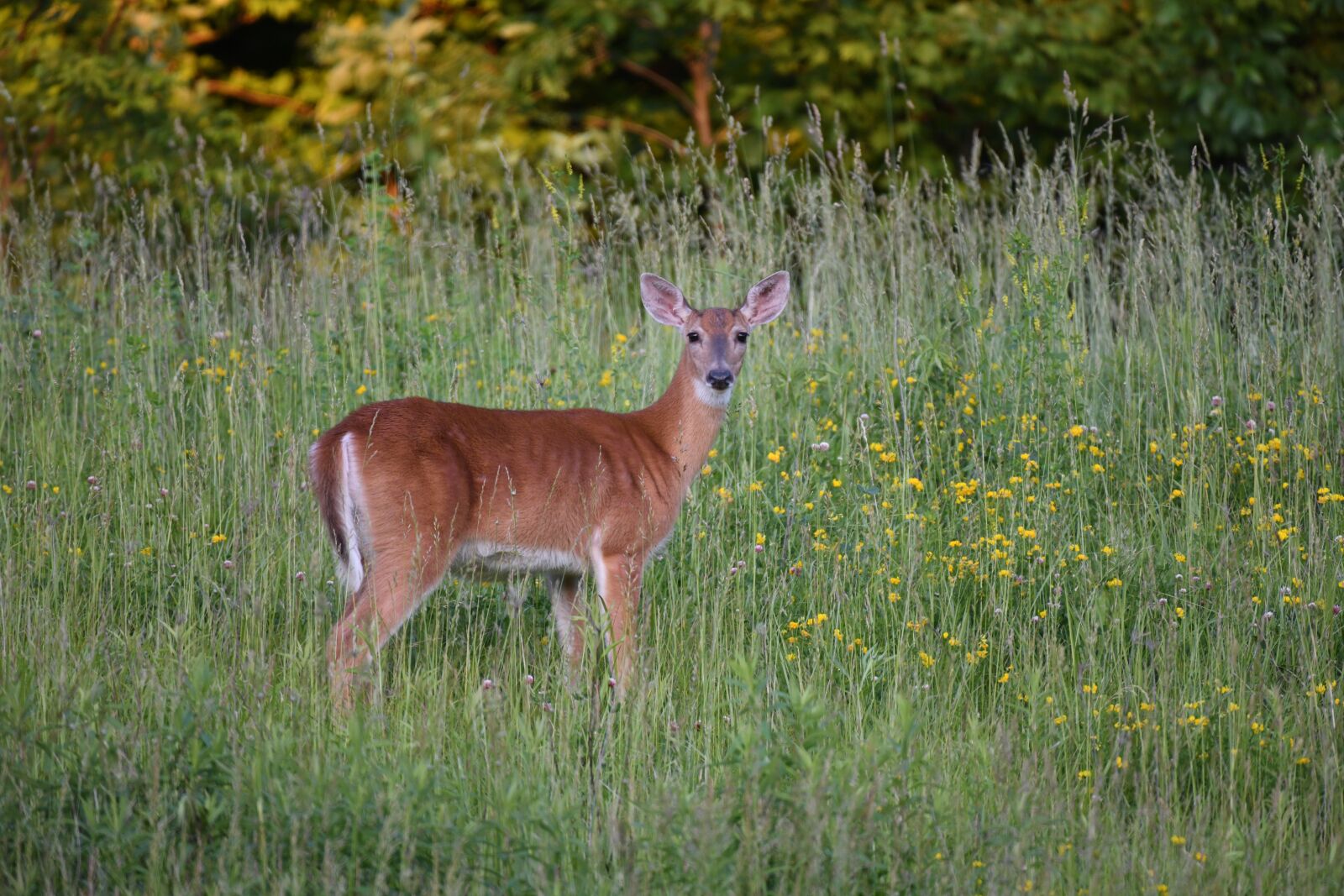 Nikon D850 sample photo. Deer, doe, buck photography