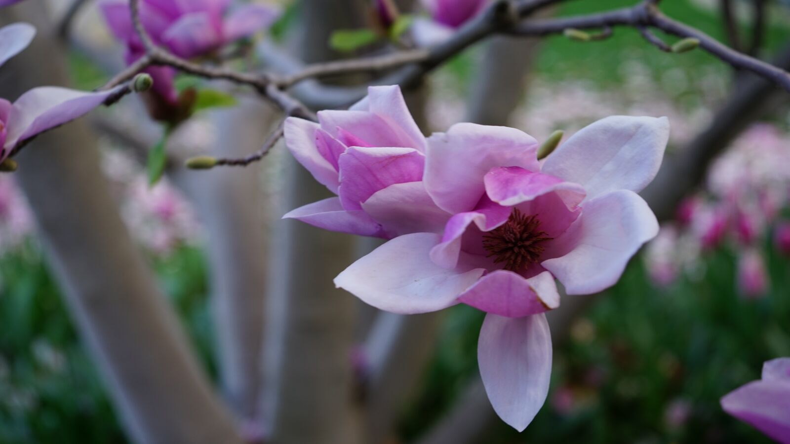 Sony a7 + Sony FE 28-70mm F3.5-5.6 OSS sample photo. Flower, flora, nature photography