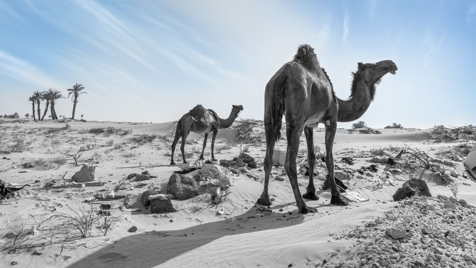 Sony a7R III sample photo. Camel, desert, arabia photography