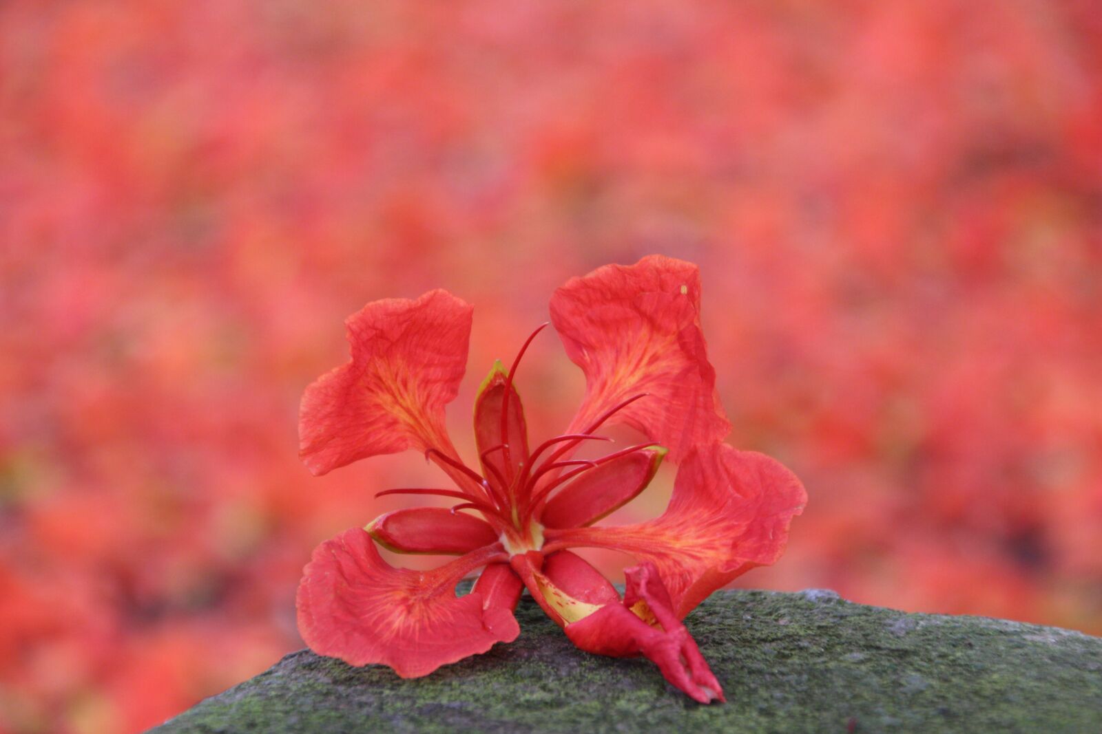 Canon EOS 700D (EOS Rebel T5i / EOS Kiss X7i) sample photo. Phoenix flower, red flower photography