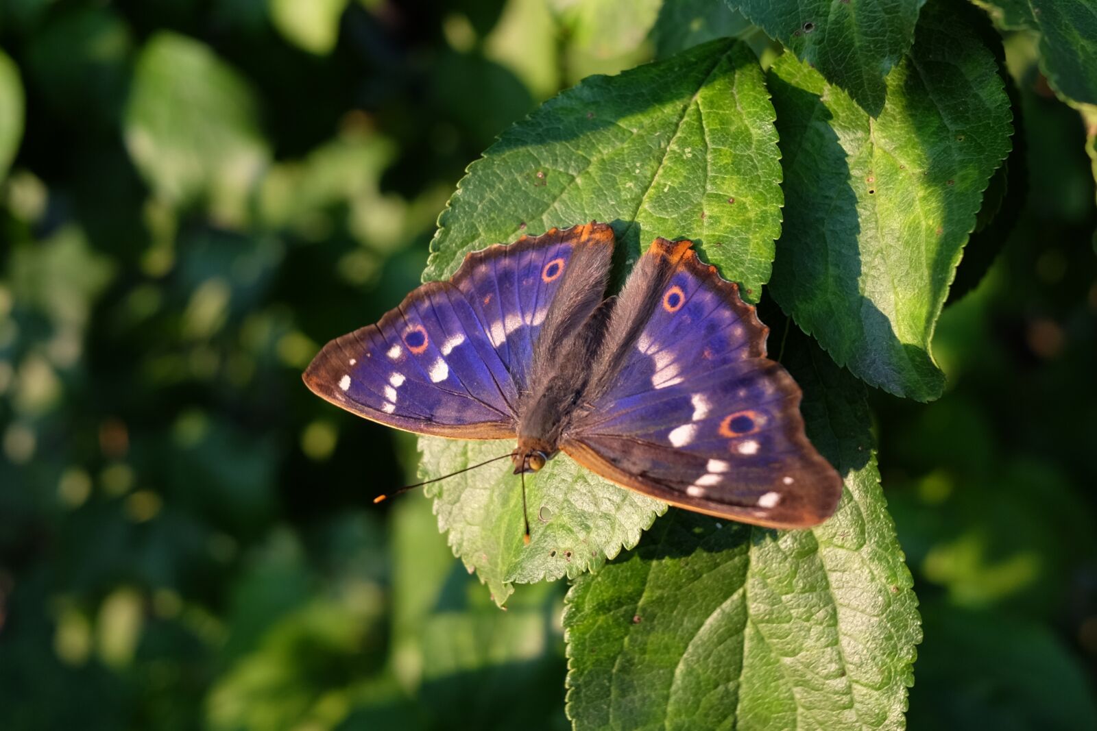Fujifilm X70 sample photo. Butterfly, insect, nature photography