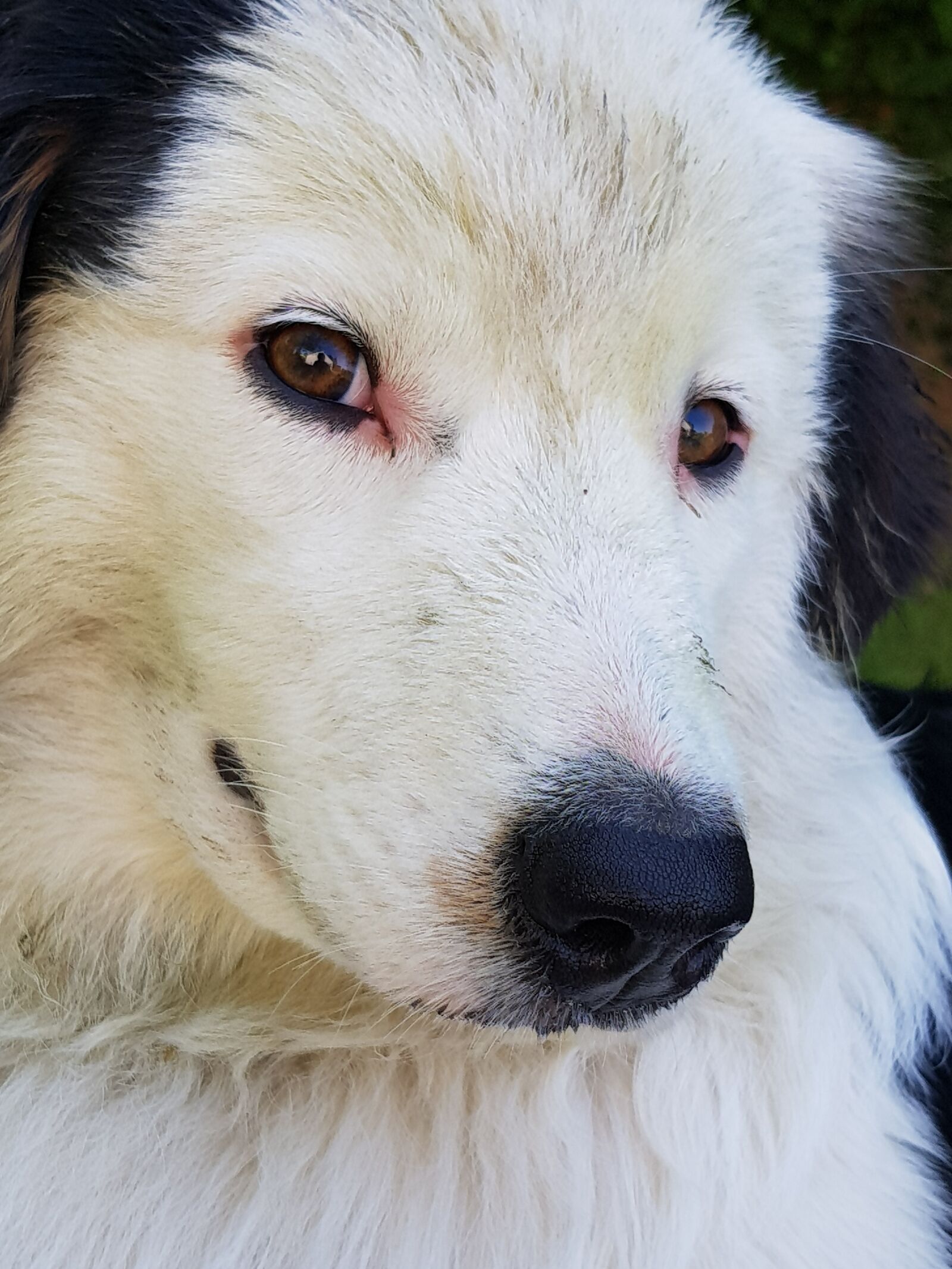 Samsung Galaxy S8 sample photo. Dog, white, black photography