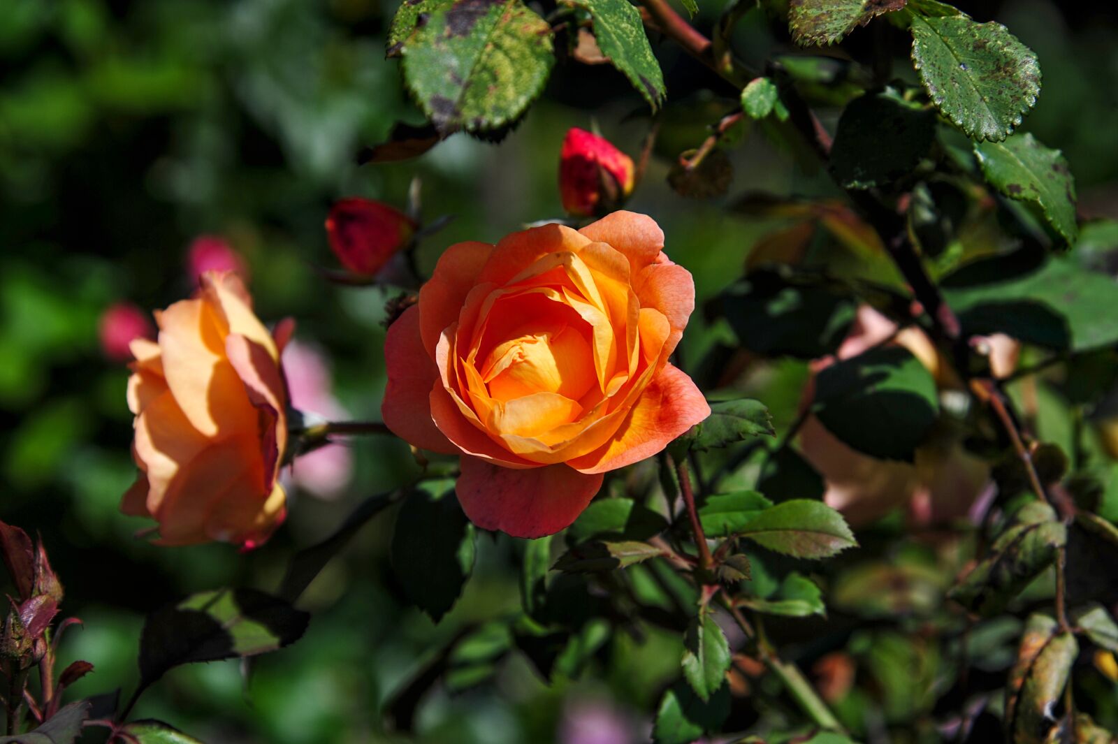 Nikon D700 sample photo. Rose, garden, flower photography