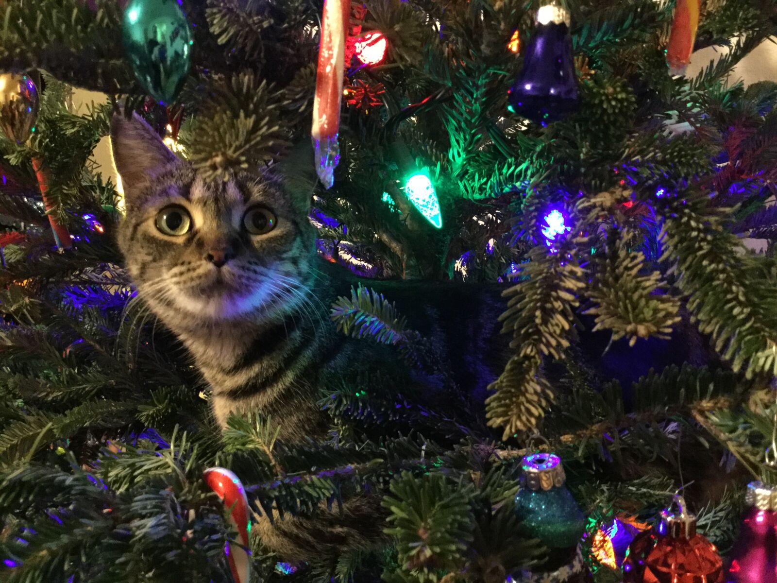 Apple iPod touch sample photo. Kitty, christmas tree, pet photography