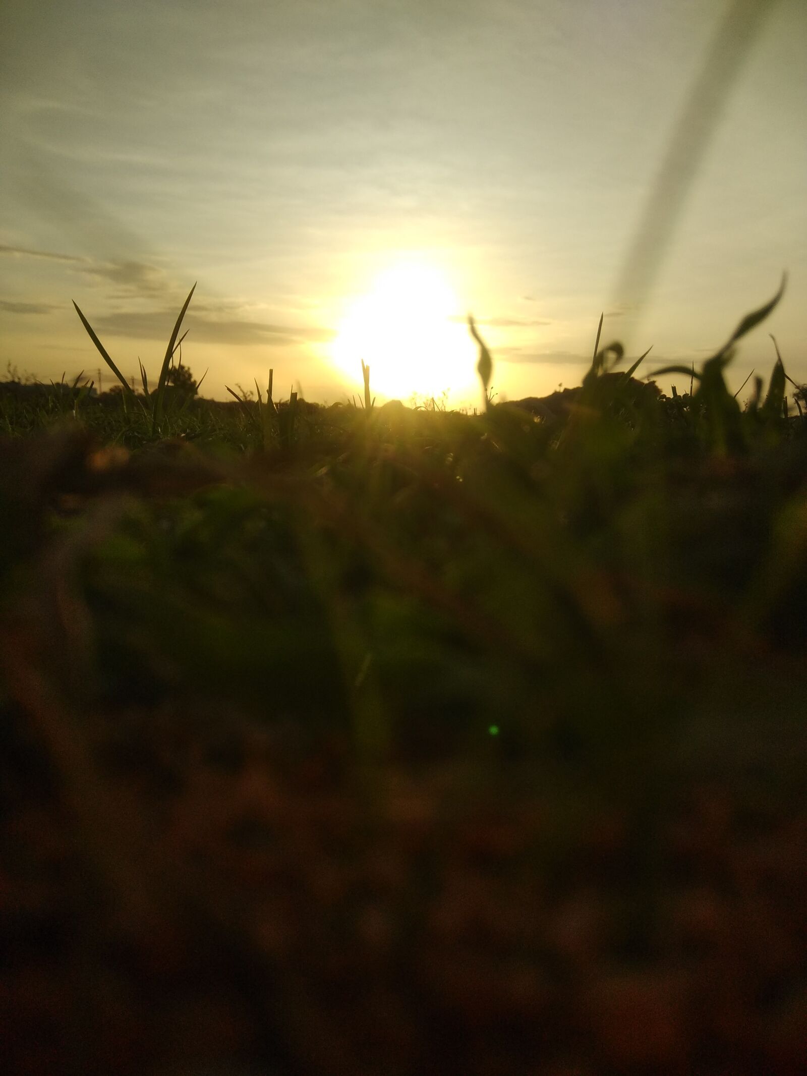 Xiaomi Redmi Note 4 sample photo. Grassland, green, greenhouse photography