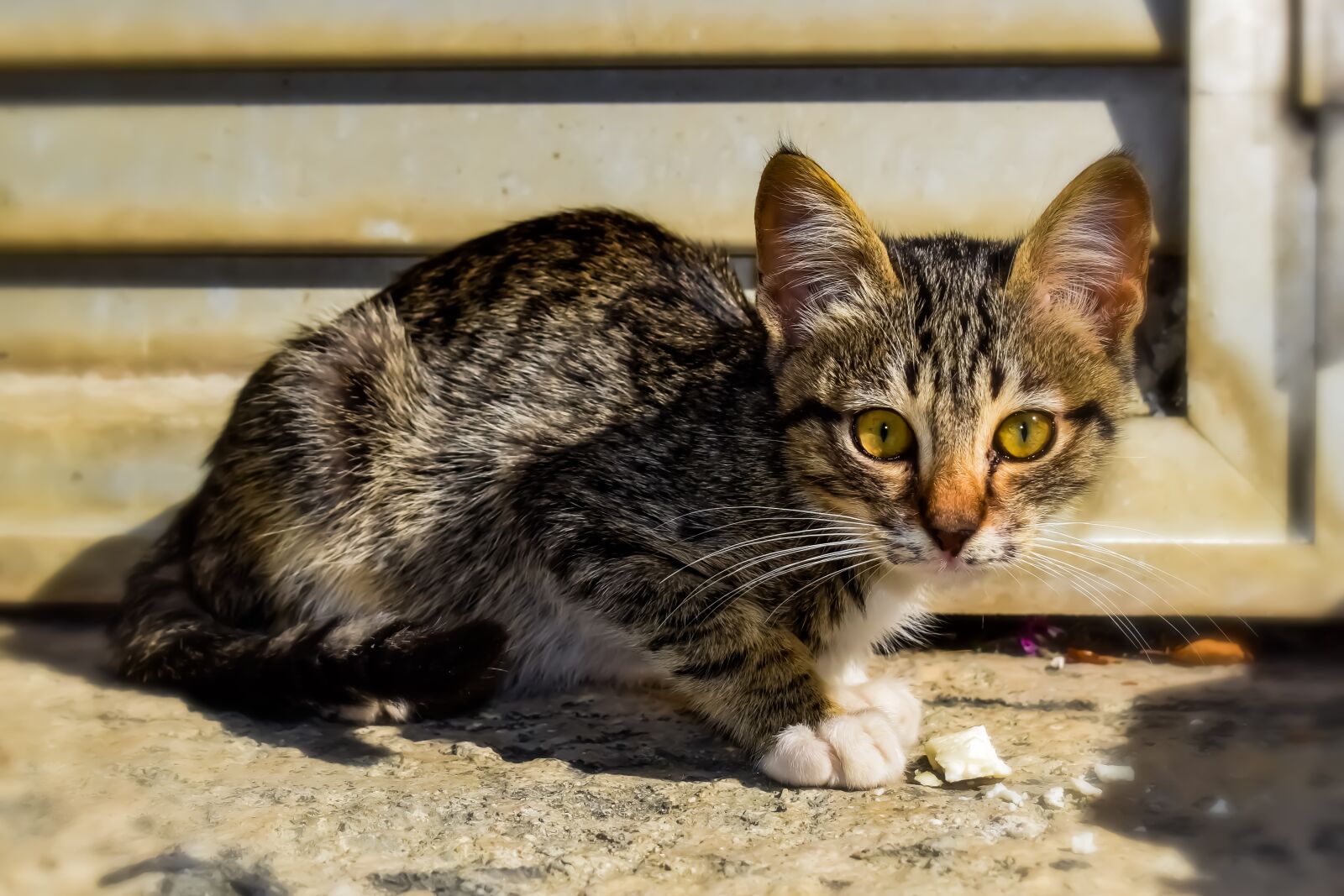 Nikon D3300 sample photo. Cat, small, young photography