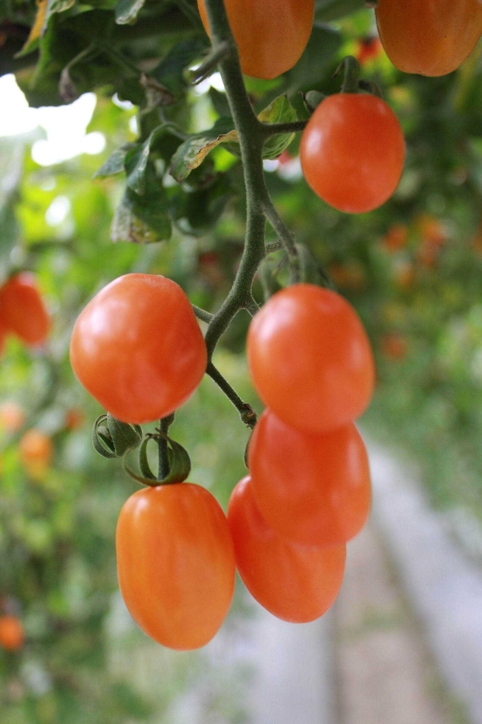 Canon EOS 600D (Rebel EOS T3i / EOS Kiss X5) sample photo. Tomatoes, food, fresh photography