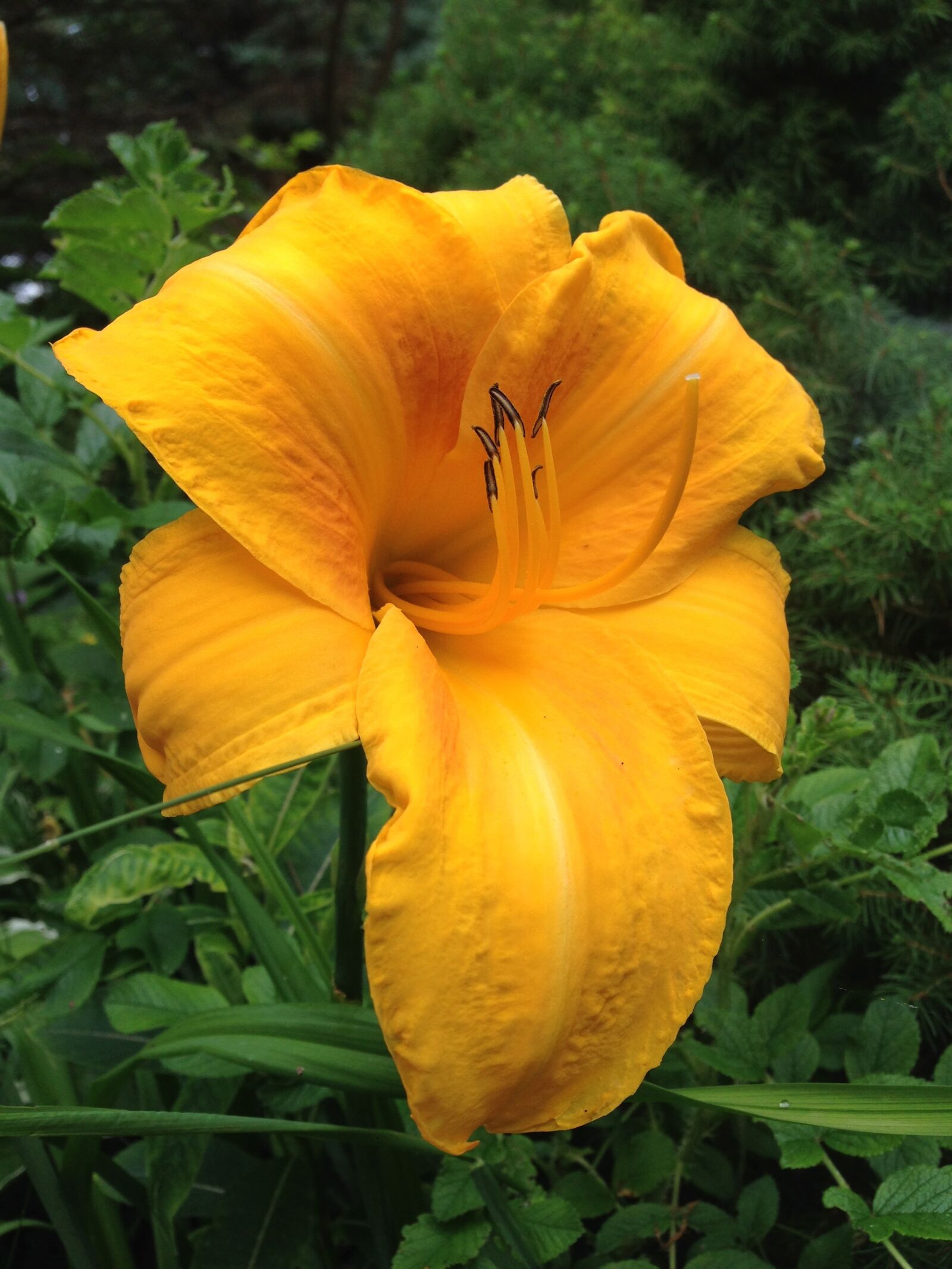 Apple iPhone 5 sample photo. Lily, flower, yellow photography