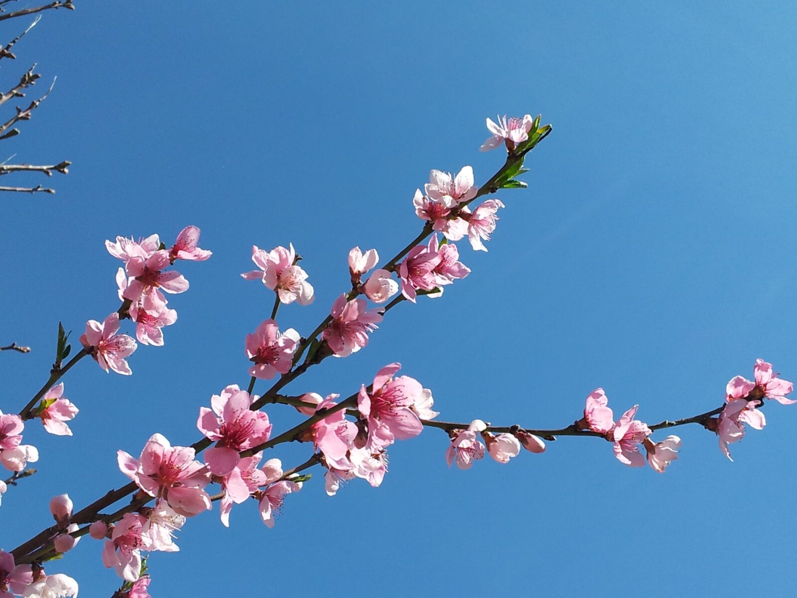 Samsung Galaxy S2 sample photo. Cherry blossoms, blossom, bloom photography