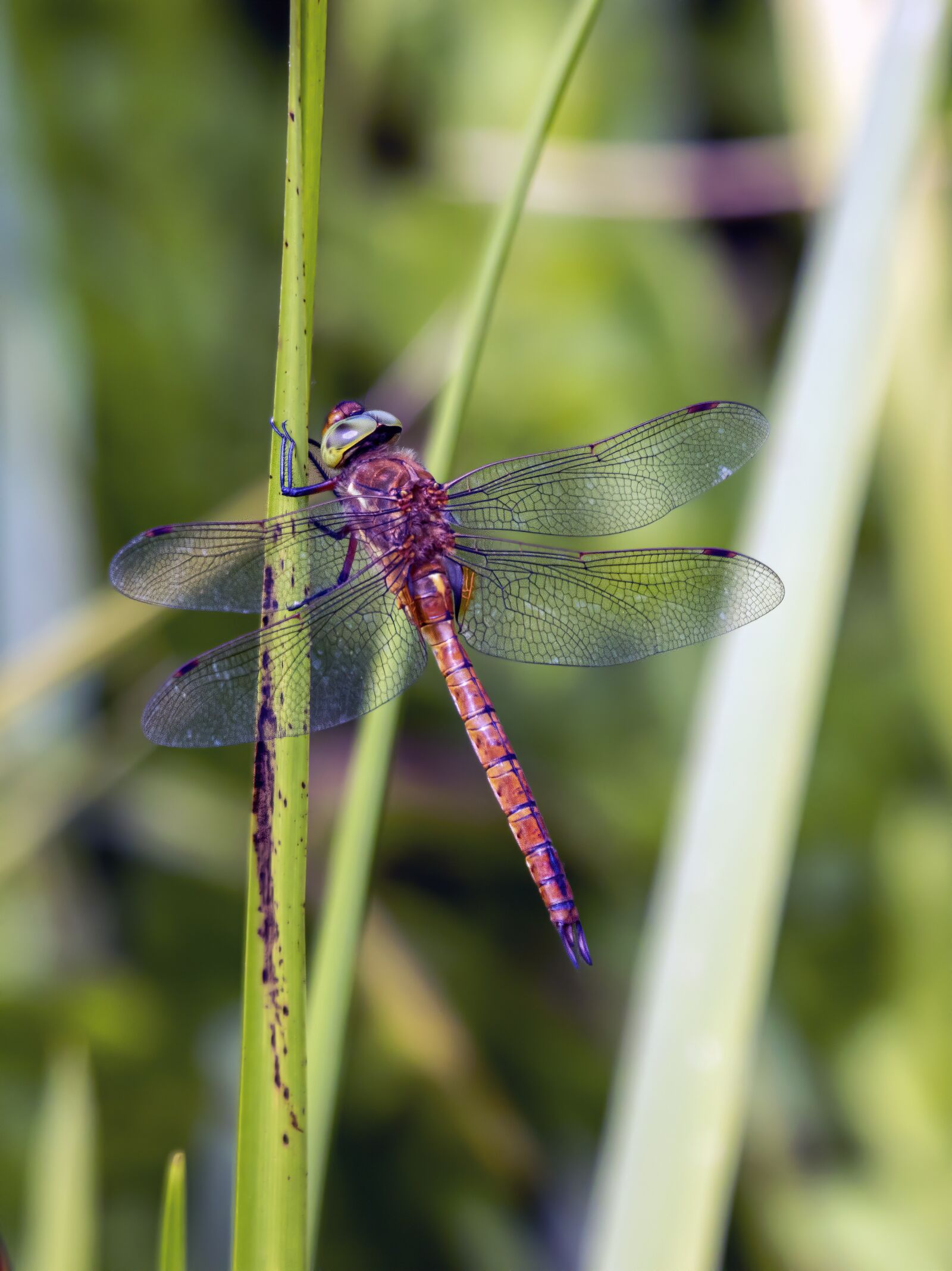 Sigma 100-400mm F5-6.3 DG OS HSM sample photo. Dragonfly, red, common photography