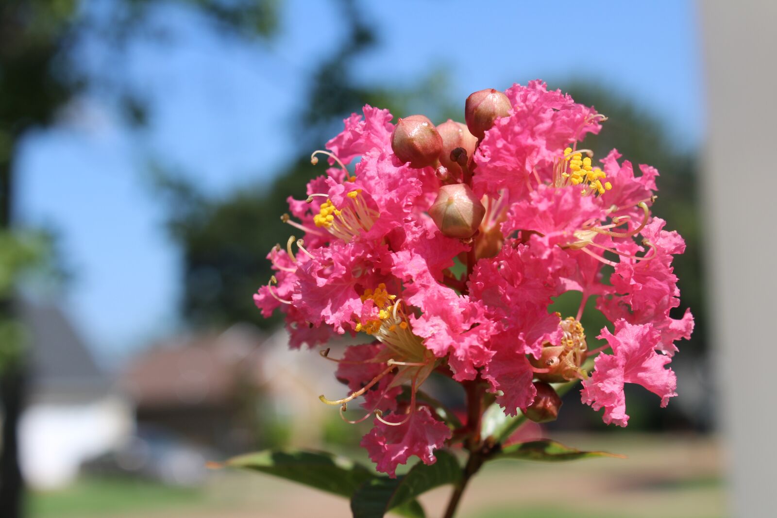 Canon EOS 600D (Rebel EOS T3i / EOS Kiss X5) sample photo. Crepe myrtle, flowers, pink photography