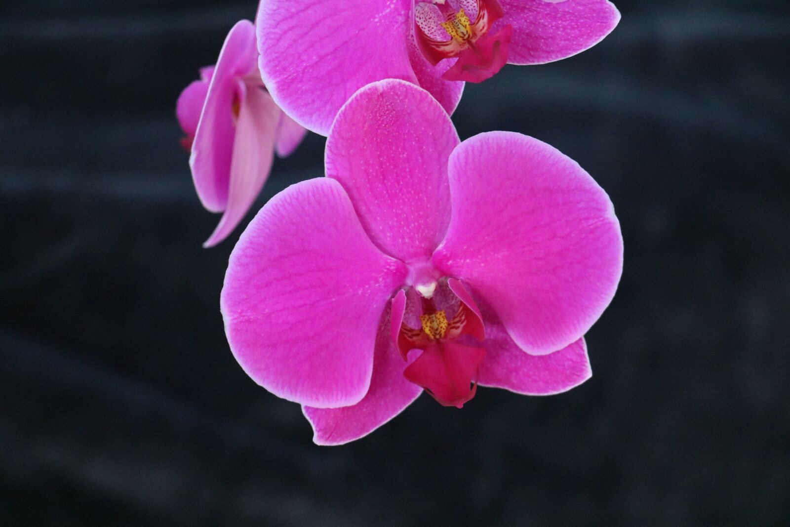 Canon EOS 760D (EOS Rebel T6s / EOS 8000D) sample photo. Orchid, flower, pink photography