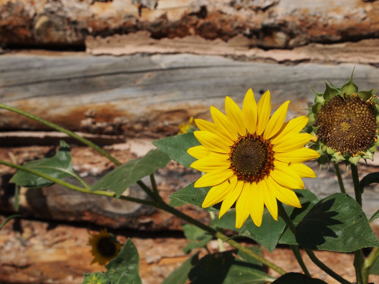 Olympus PEN E-PL1 sample photo. Sunflower, rustic, log cabin photography