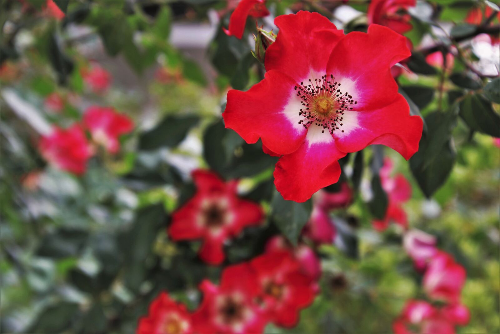 Canon EOS 80D sample photo. Roses, garden, blossomed photography